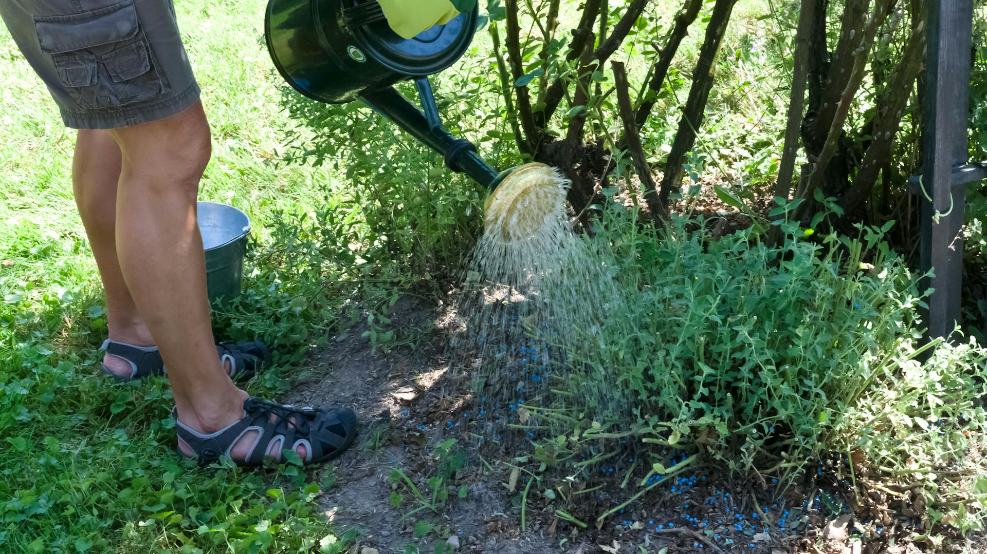 Mann gießt mit einer Gießkanne eine Katzenminze-Pflanze im Garten.