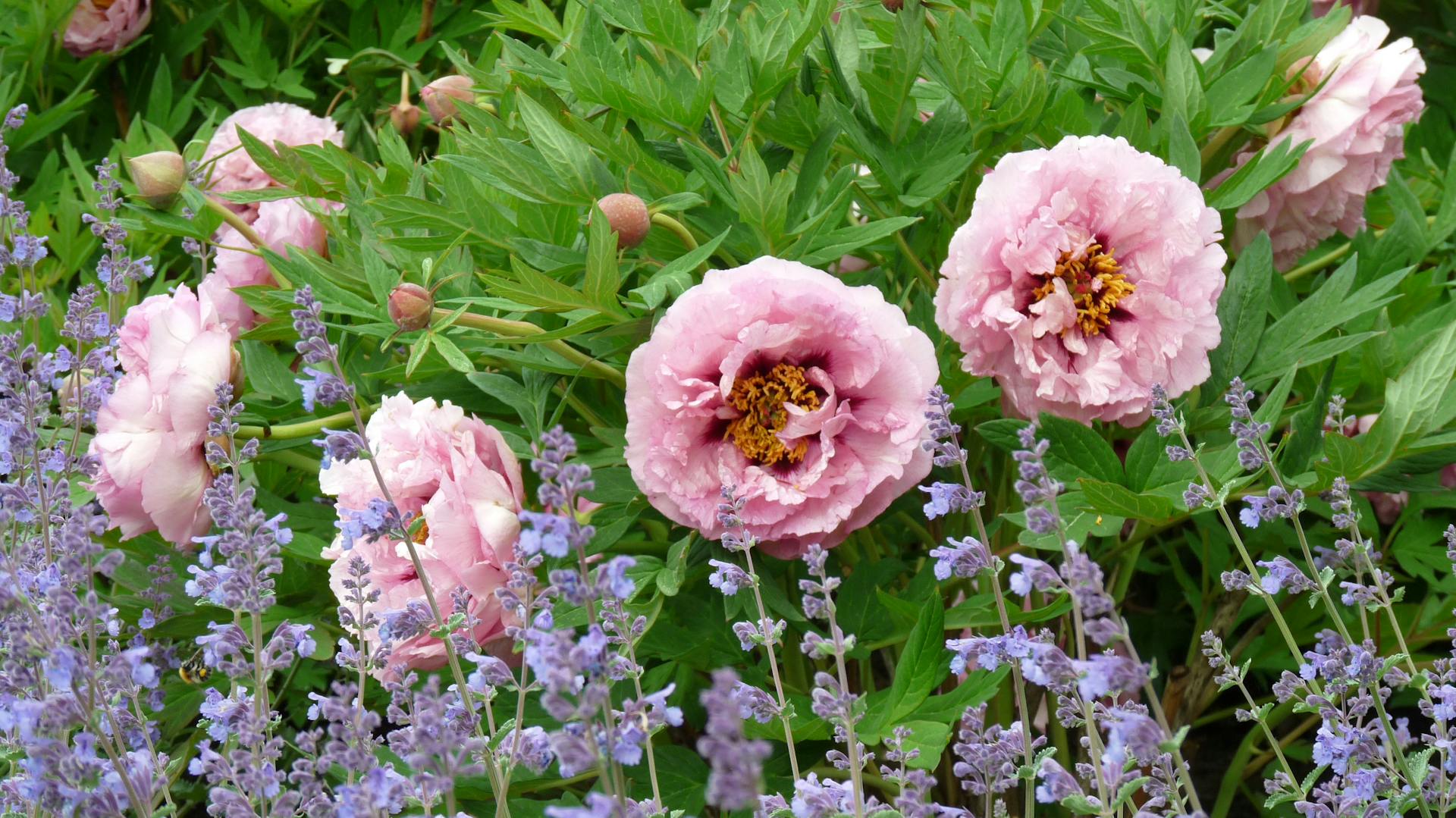 Blühende Katzenminze zusammen mit rosafarbenen Pfingstrosen.