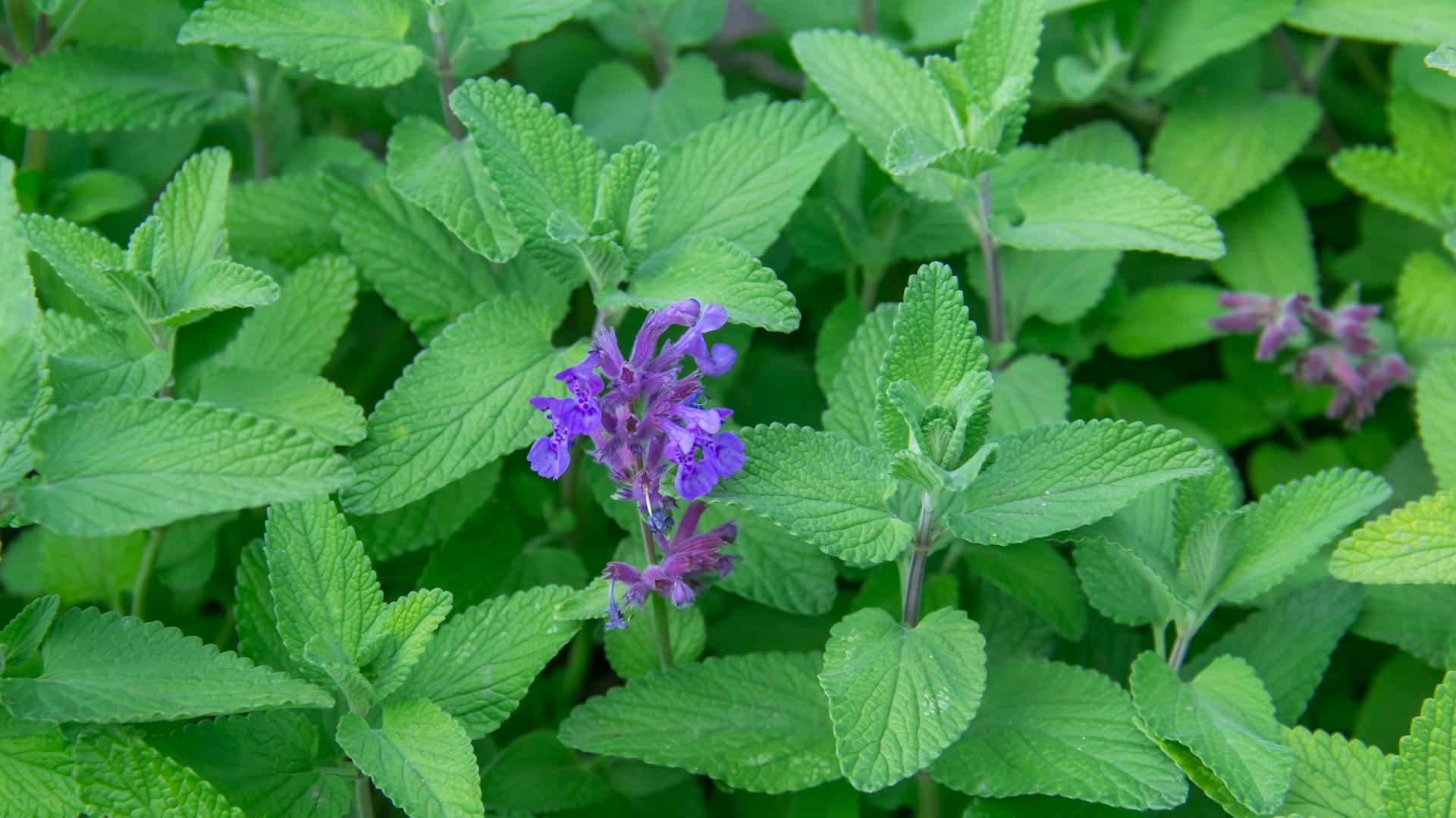 Blüten und Blätter der Katzenminze in der Nahaufnahme.