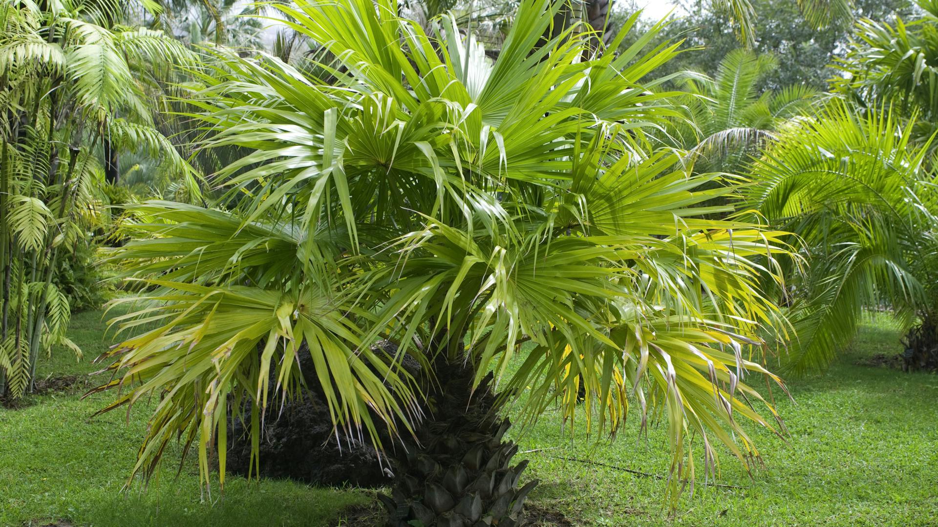 Kentiapalme in Park mit weiteren Palmen