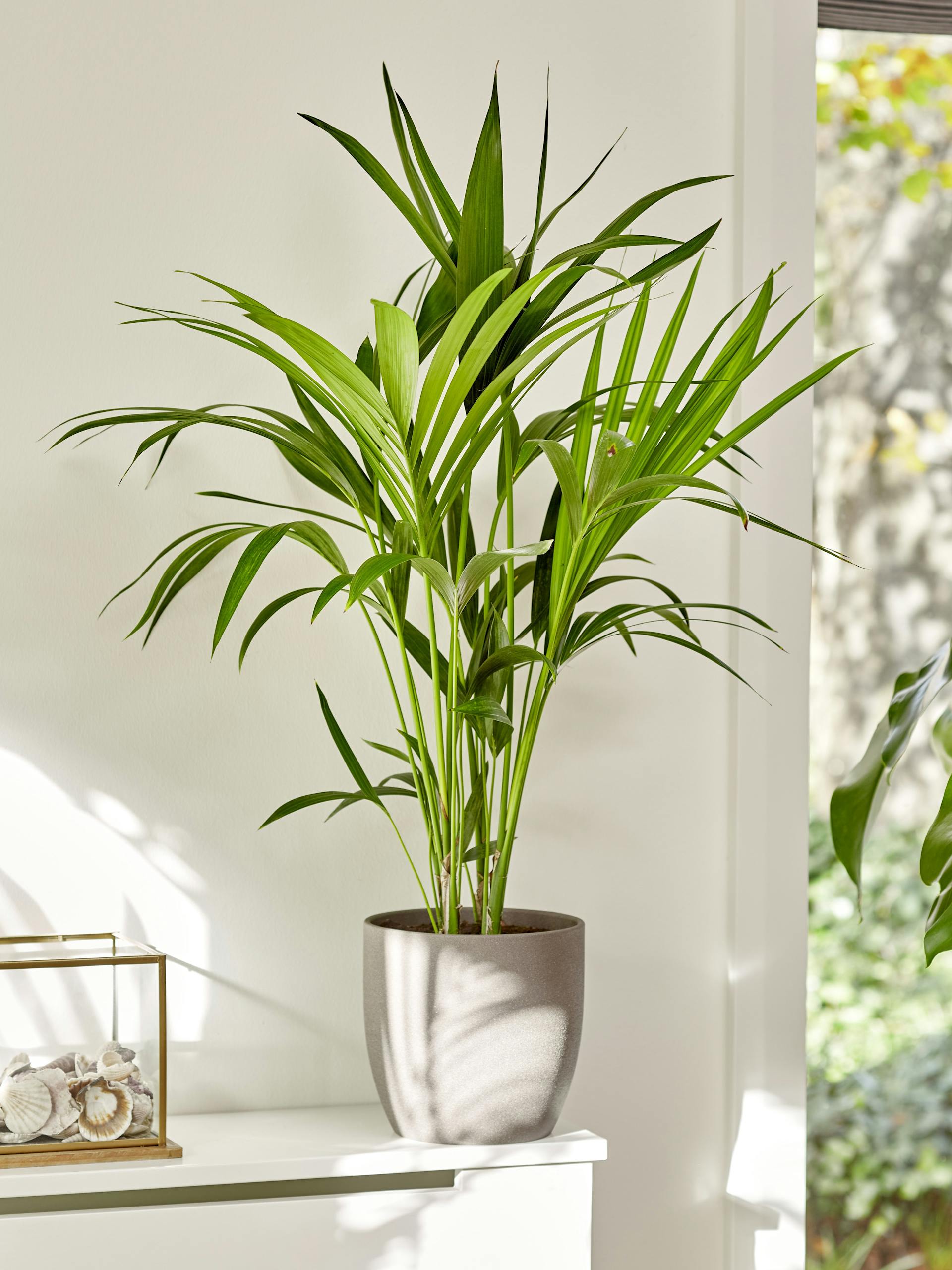 Kentiapalme als Zimmerpflanze in Topf auf Kommode stehend.