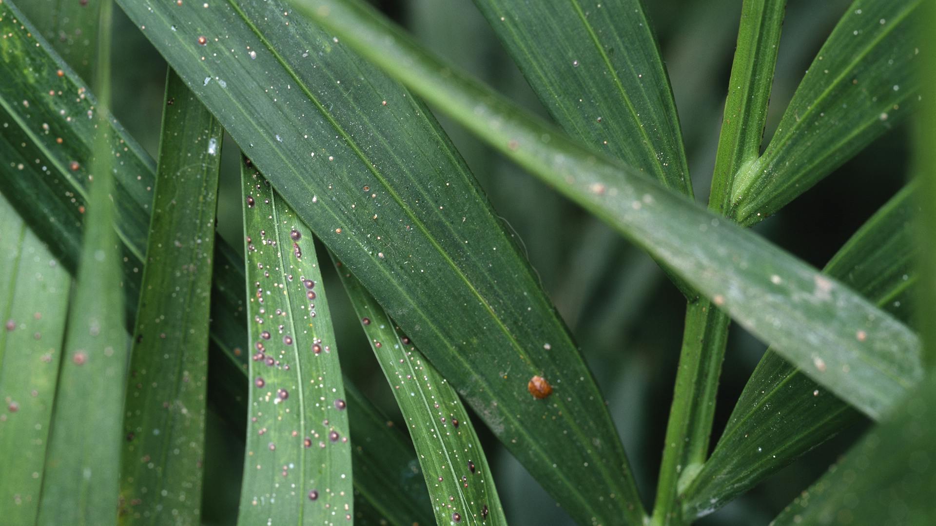 Schildläuse an den dunkelgrünen Blättern der Kentiapalme