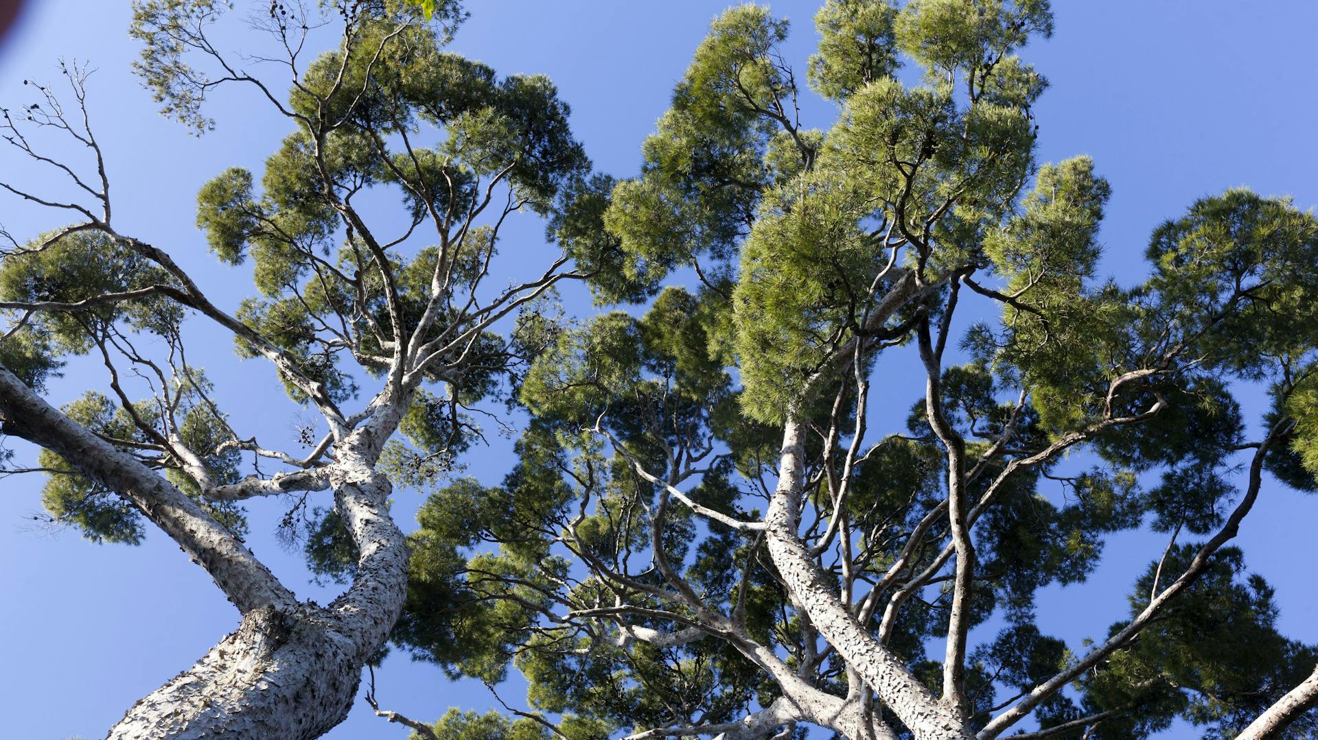 Große Kieferbäume von unten betrachtet.