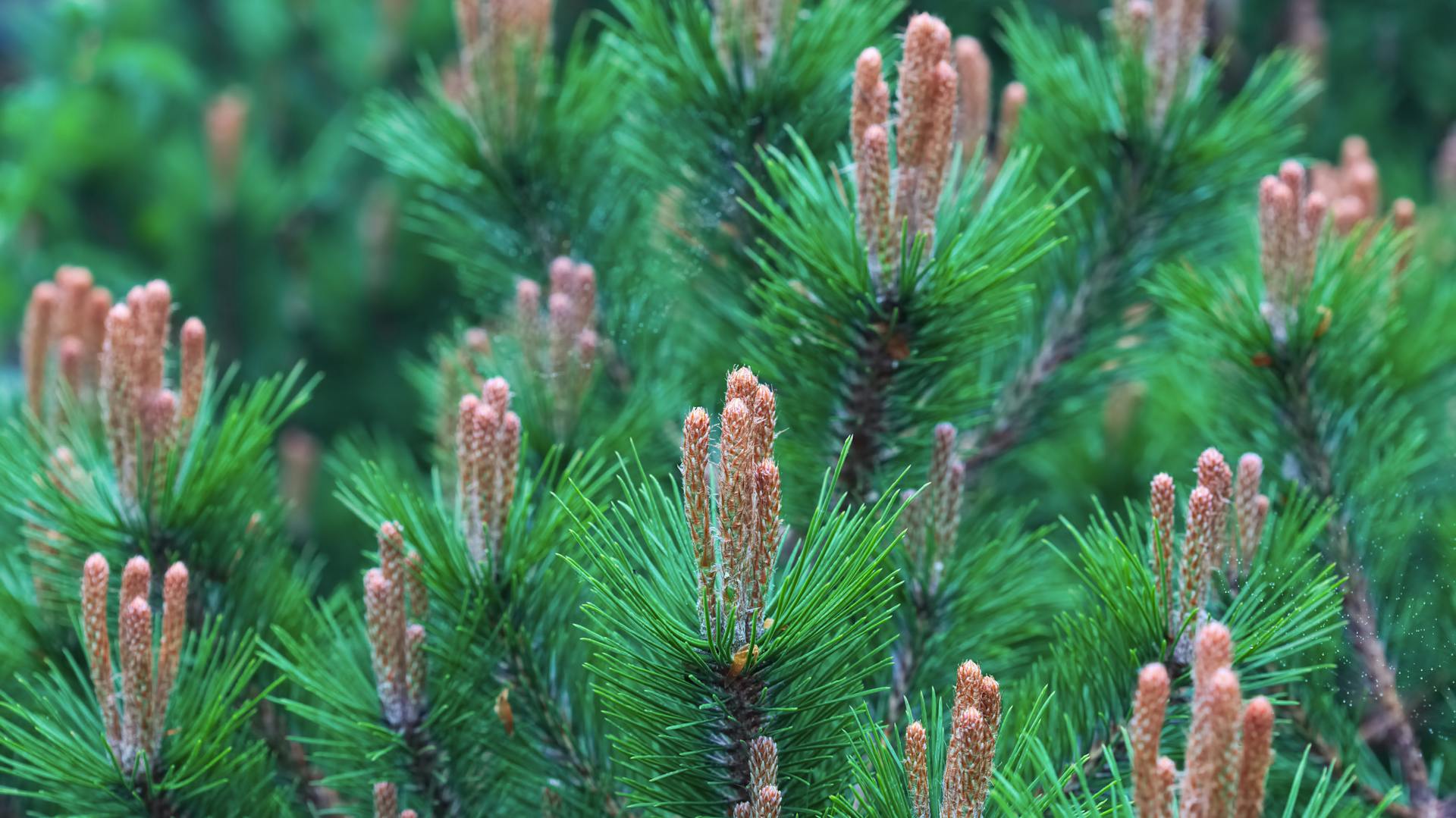 Kiefern richtig pflanzen und pflegen | OBI