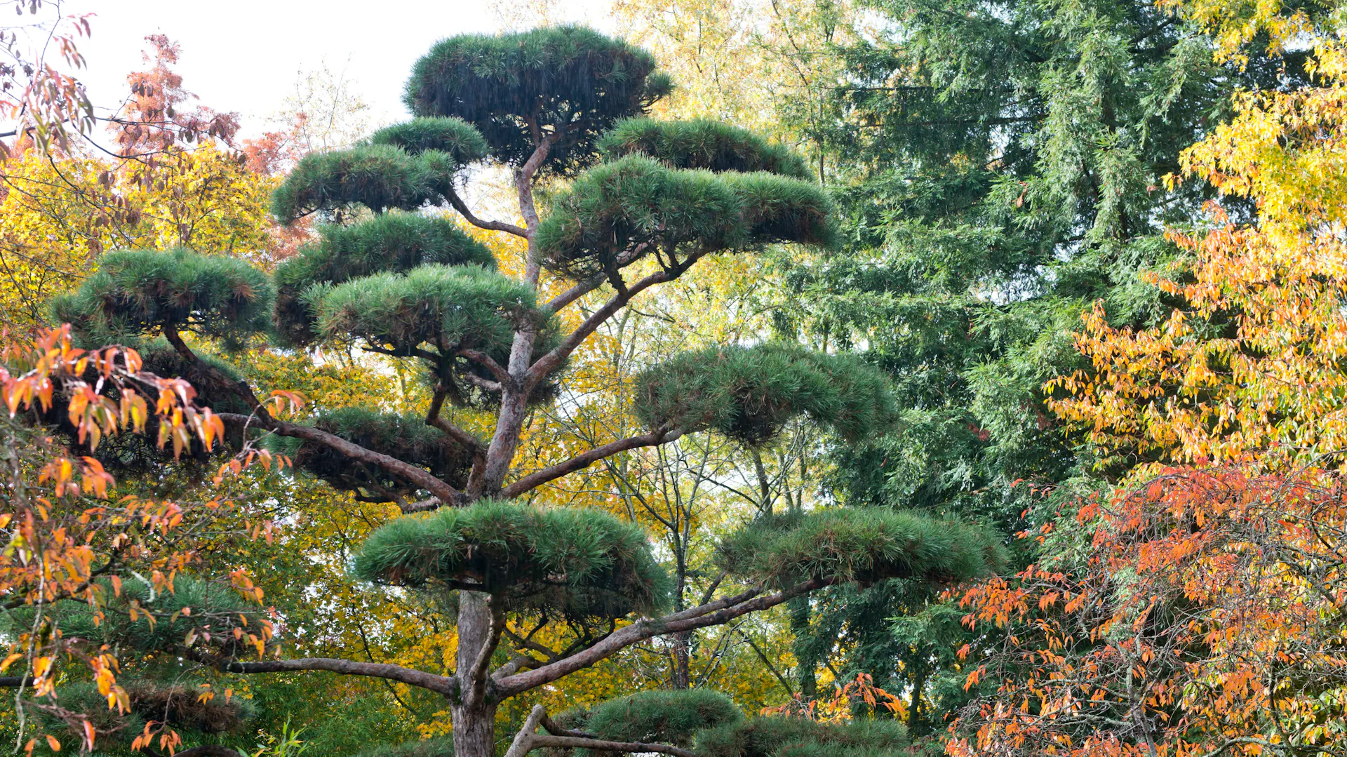 Große, als Bonsai gezogene Kiefer im Garten.