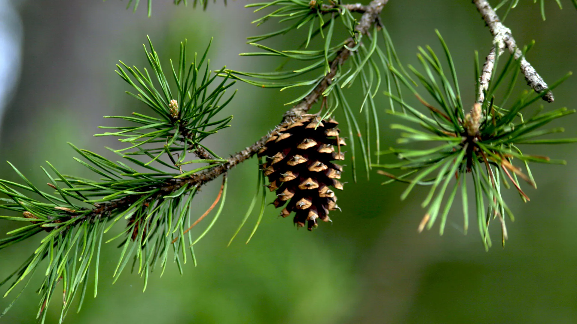 Zapfen an einem Kieferzweig in der Nahaufnahme.