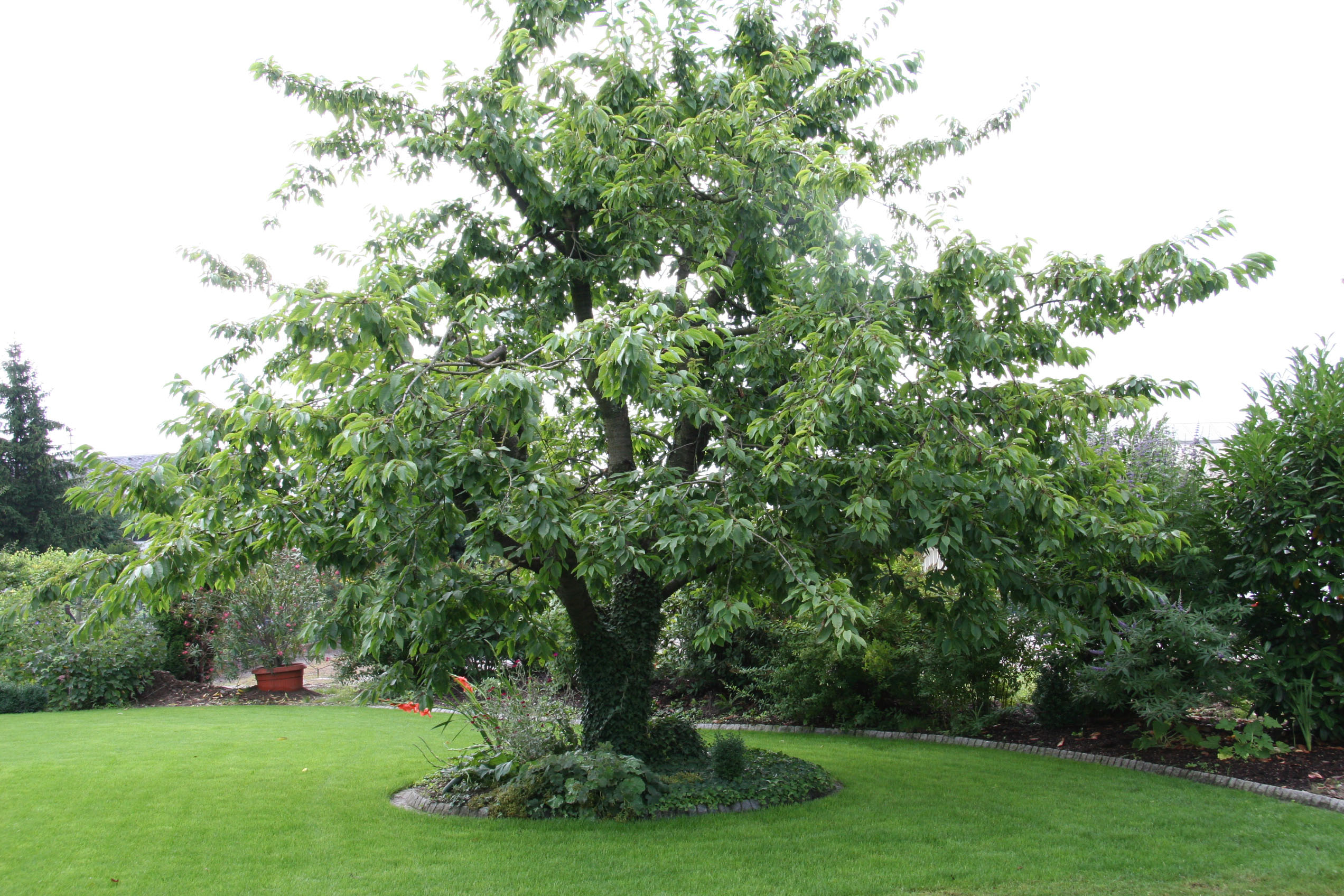 Velká třešeň na zahradě