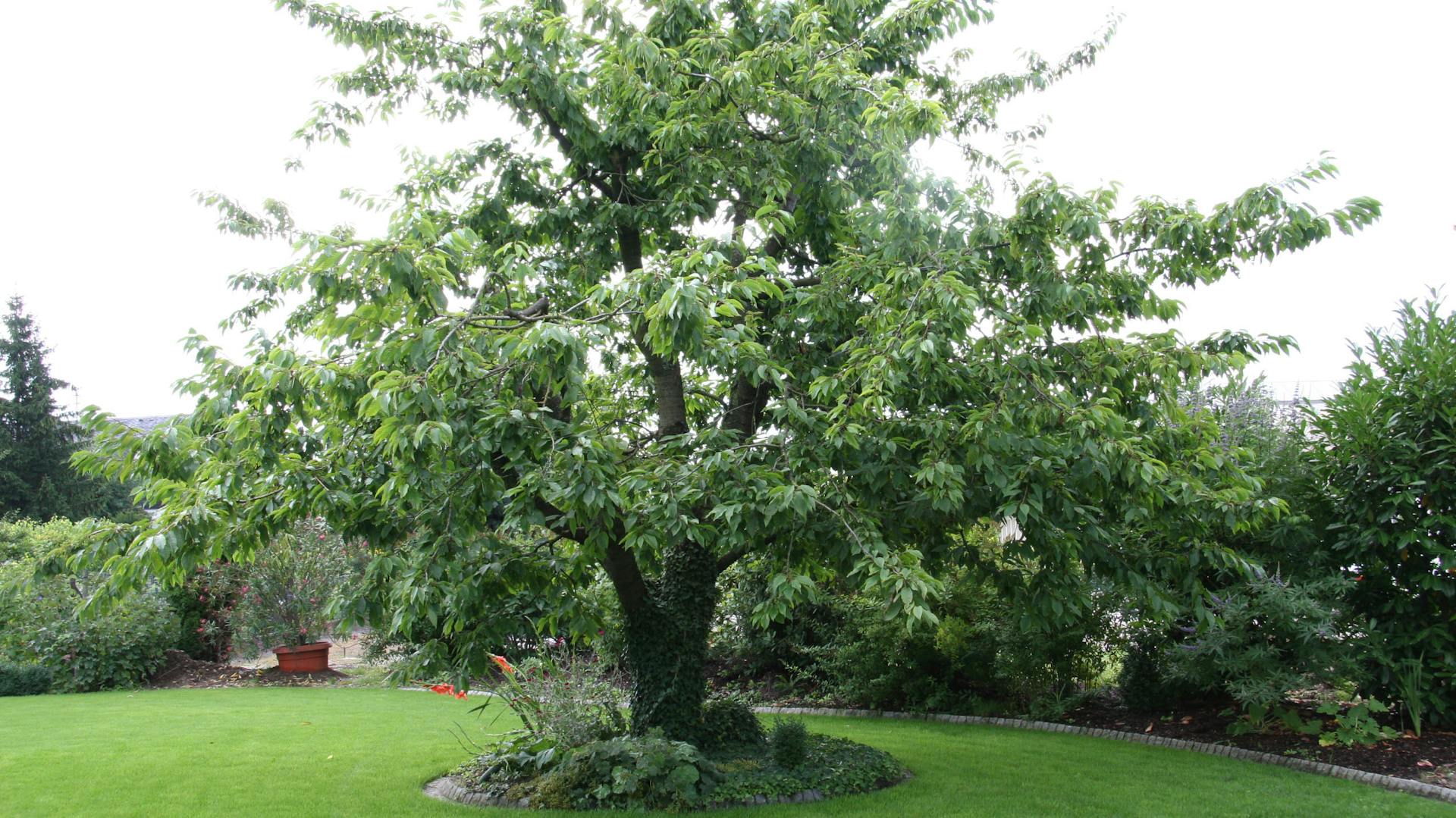 Großer Kirschbaum in Garten