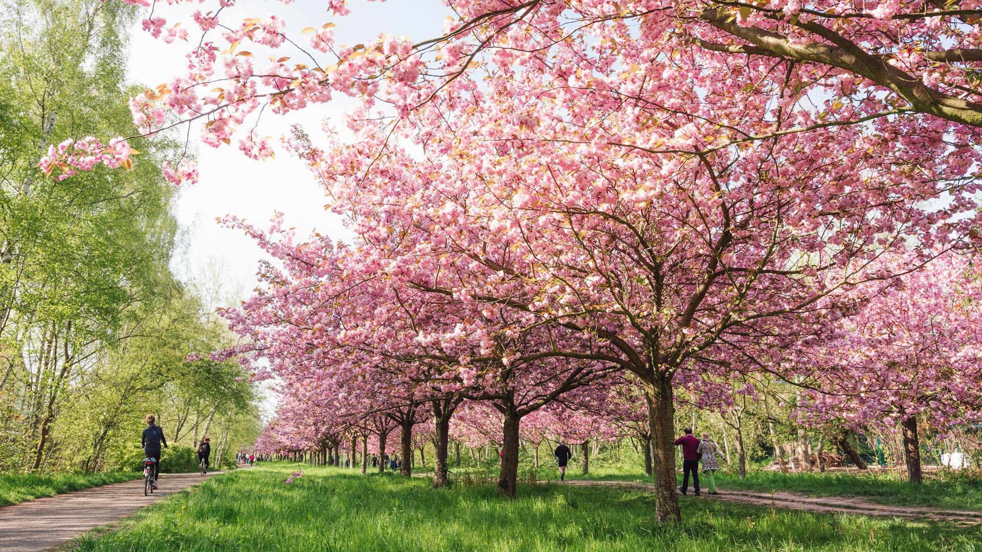 Blühende Kirschbäume in einem Park