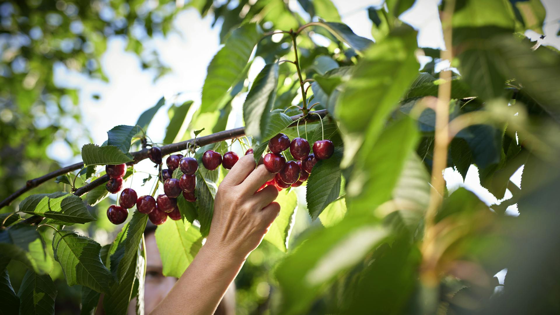 Eine Person pflückt Kirschen von einem Baum.