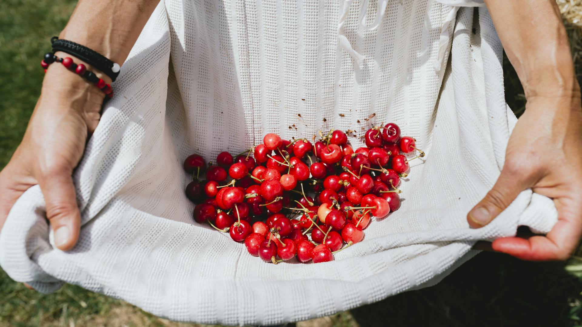 Eine Frau hat Kirschen in ihrer Schürze gesammelt.