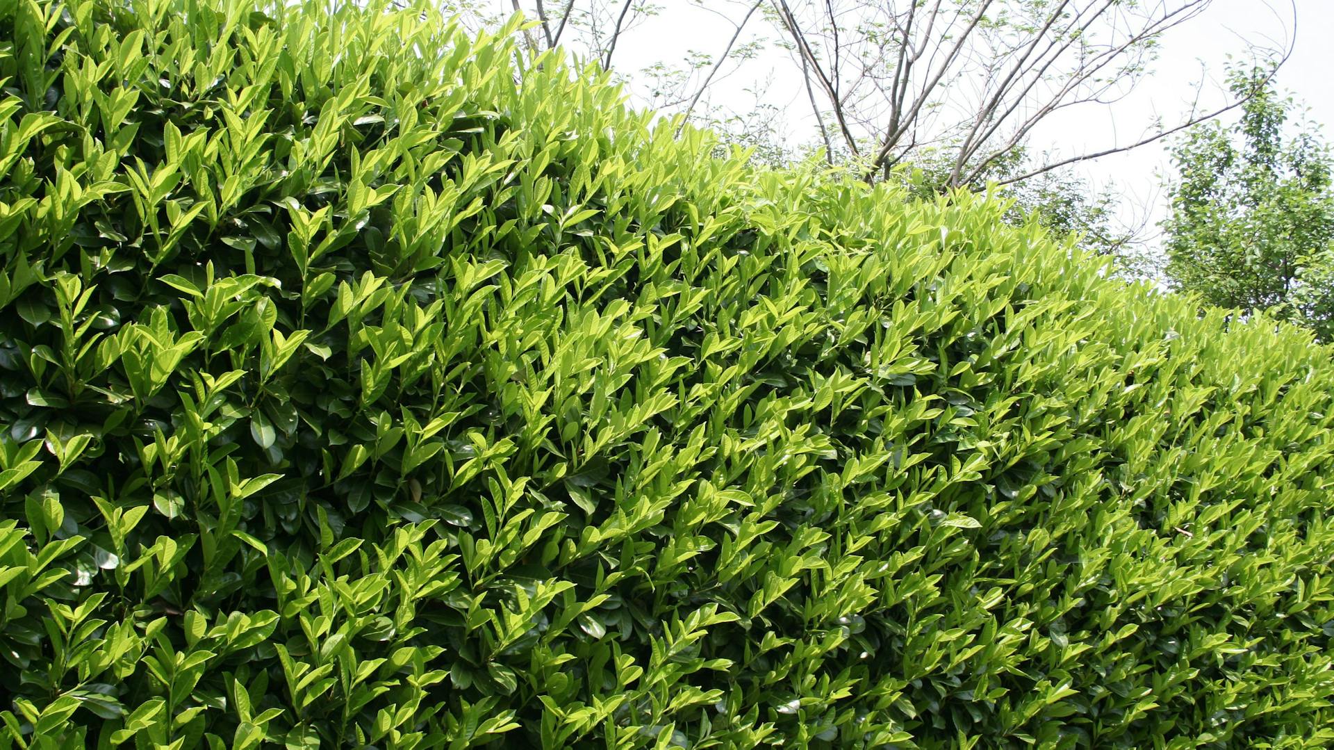 Grüne Kirschlorbeerhecke