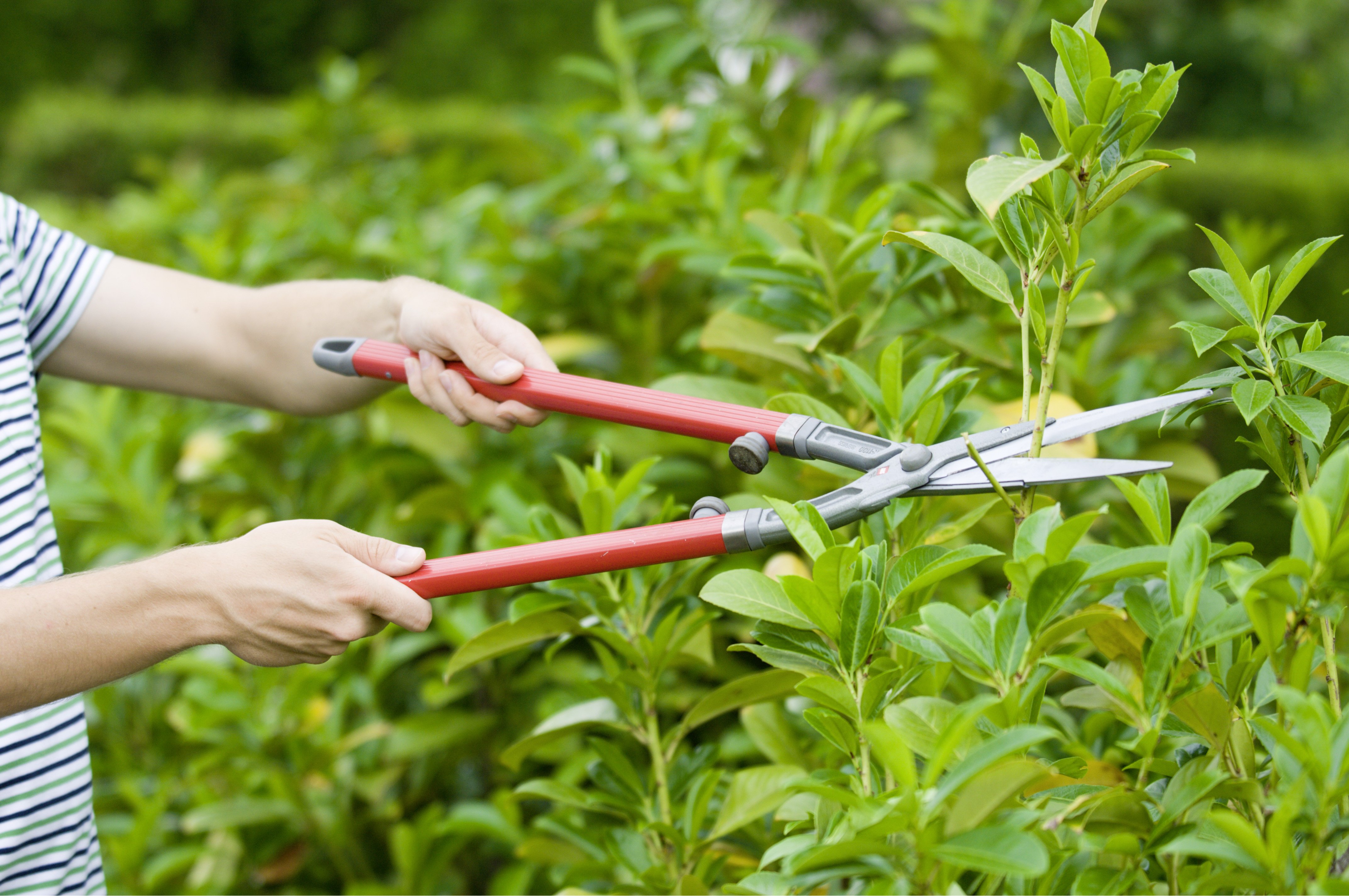 Kirschlorbeer Sorten für das Anlegen von Hecken OBI