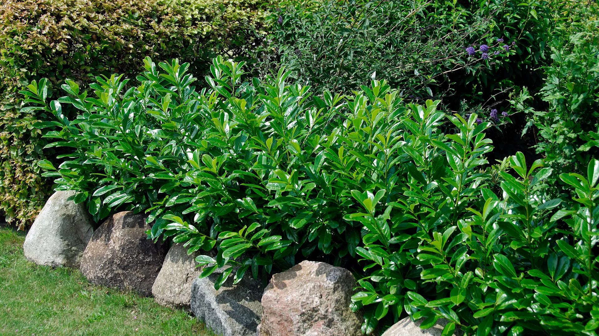 Junge Kirschlorbeer "Caucasia" als Hecke angelegt