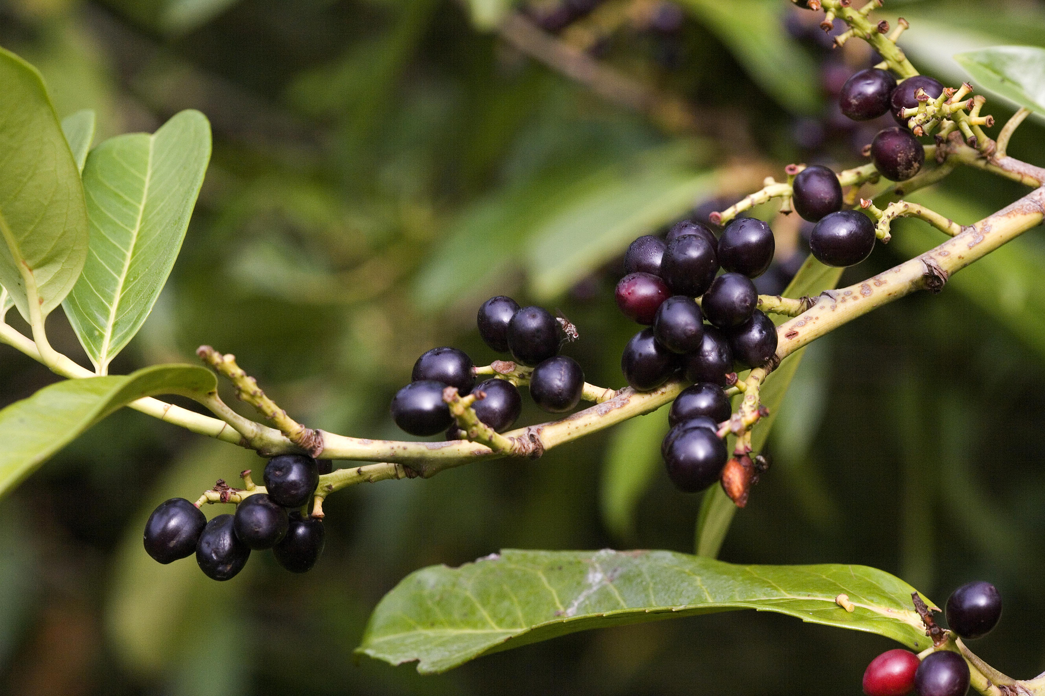 Früchte am Kirschlorbeer