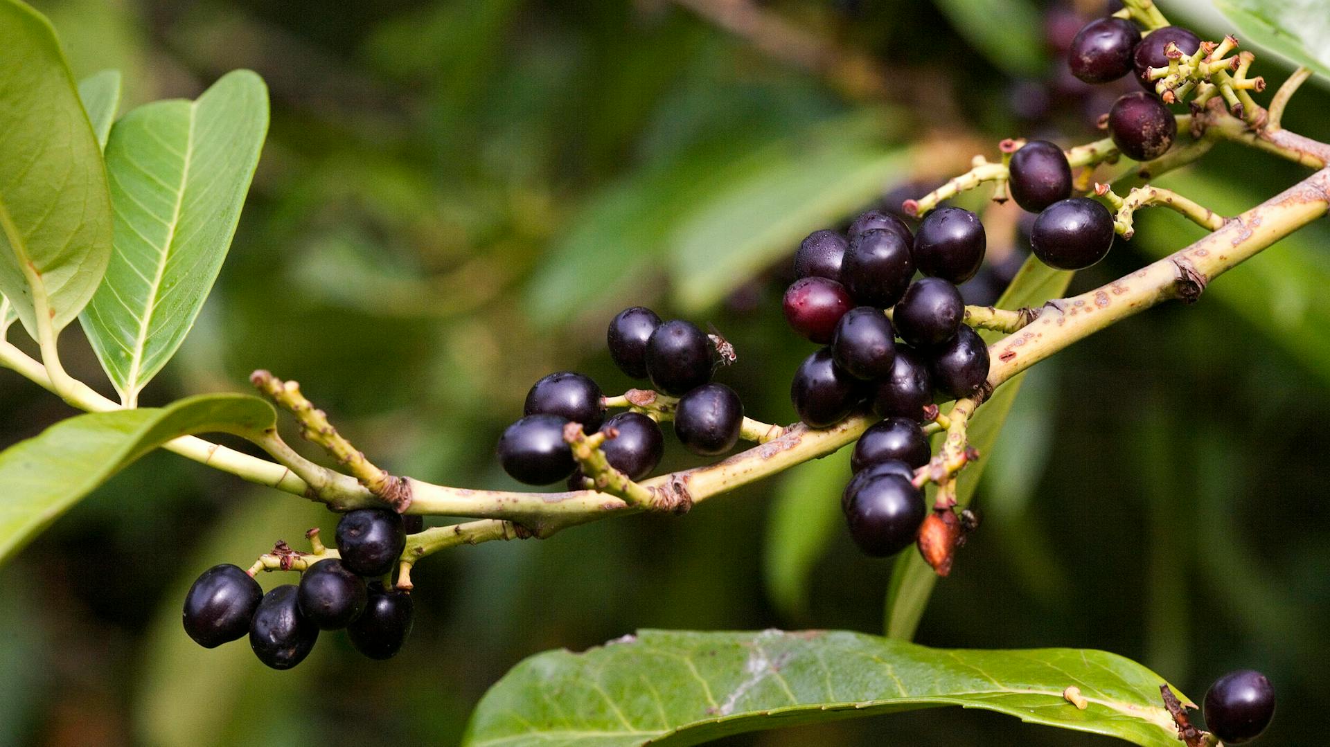 Früchte am Kirschlorbeer