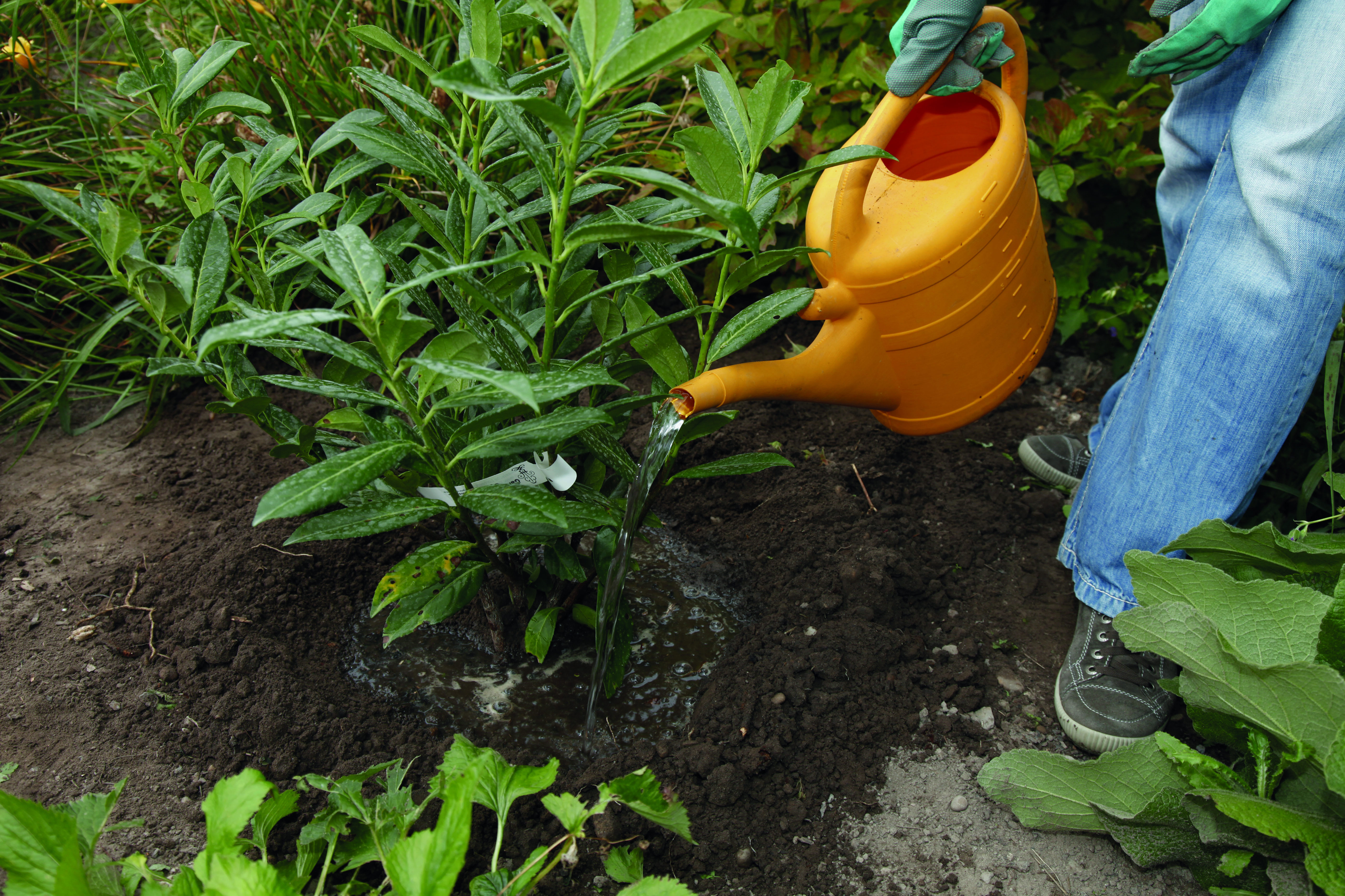 Jemand gießt eine junge Kirschlorbeerpflanze mit einer Gießkanne.