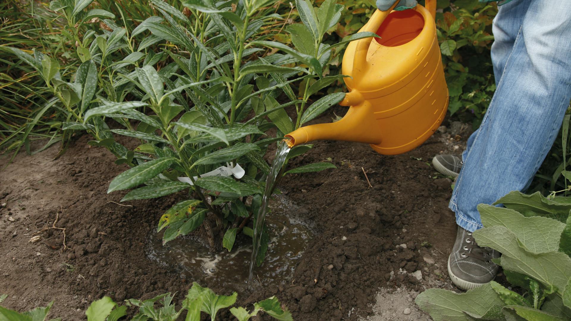 Jemand gießt eine junge Kirschlorbeerpflanze mit einer Gießkanne.