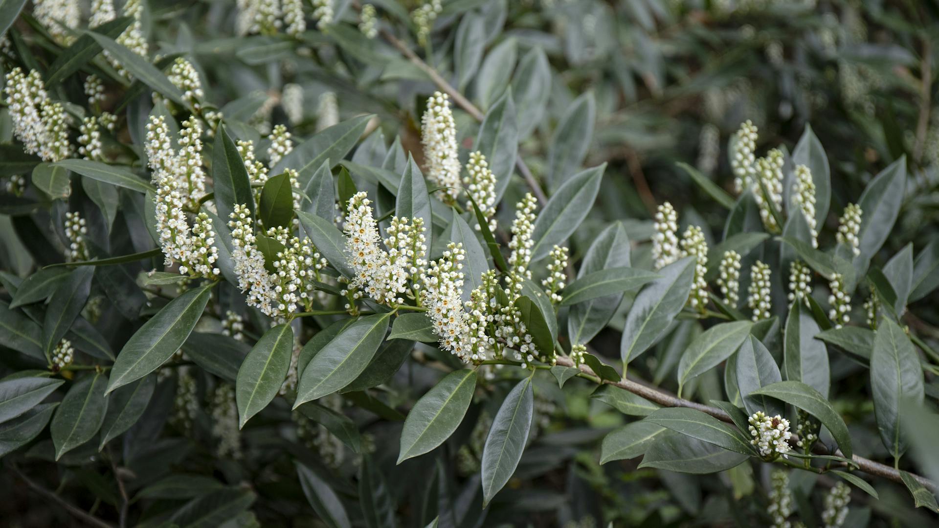 Kirschlorbeer der Sorte „Otto Luyken“