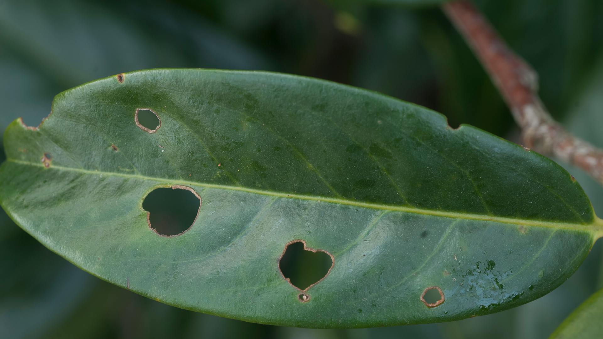 Schrotschusskrankheit am Kirschlorbeer