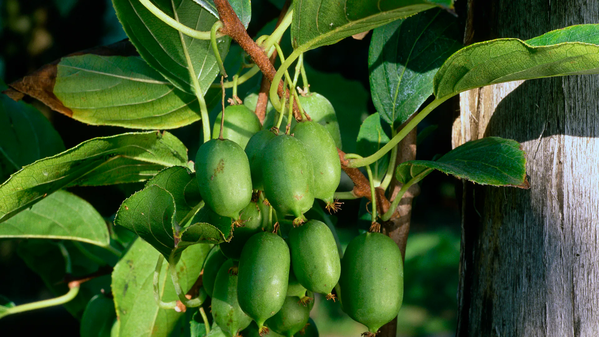 Mehrere Kiwibeeren reifen am Strauch.