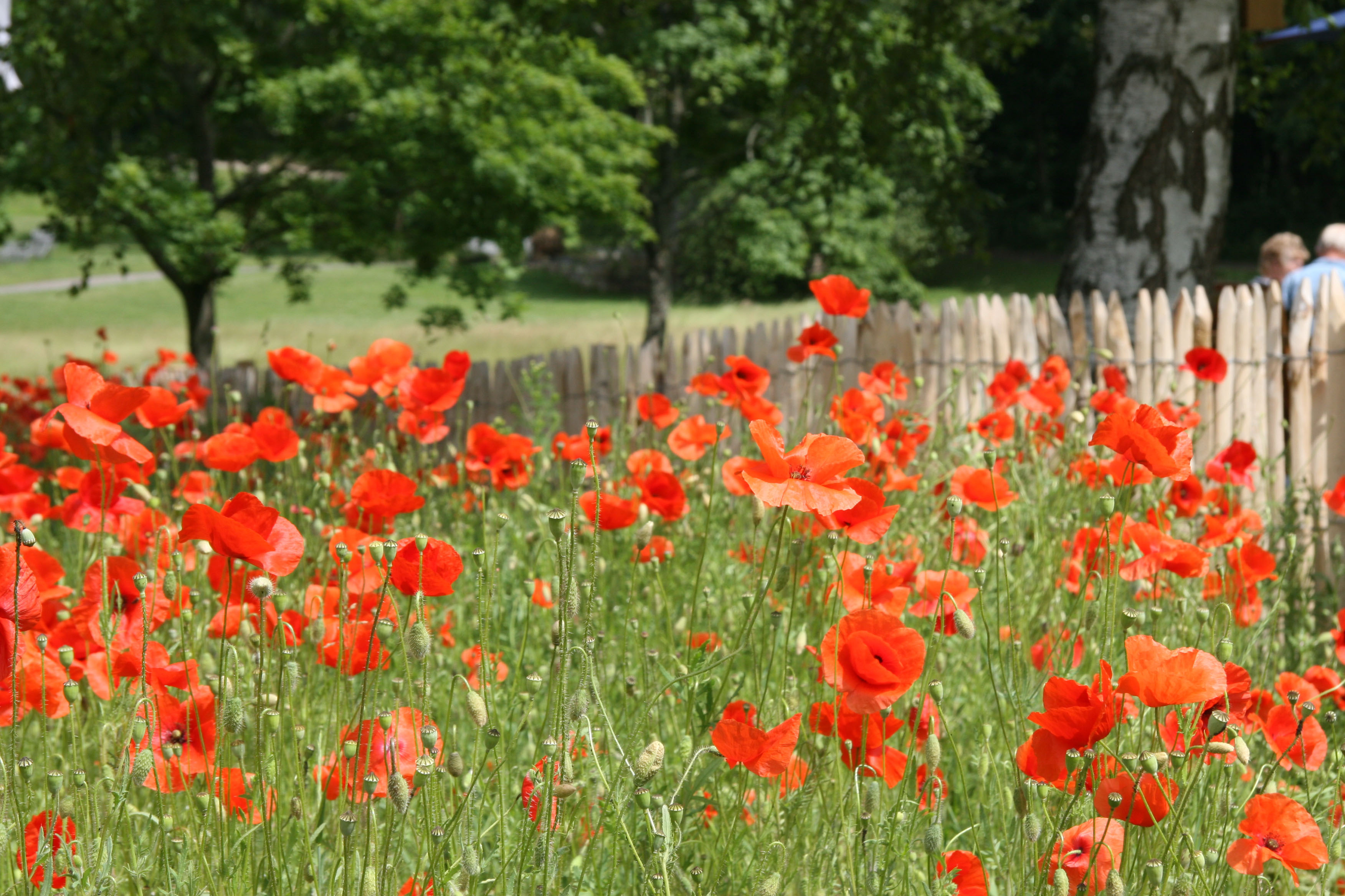 Blühender Klatschmohn