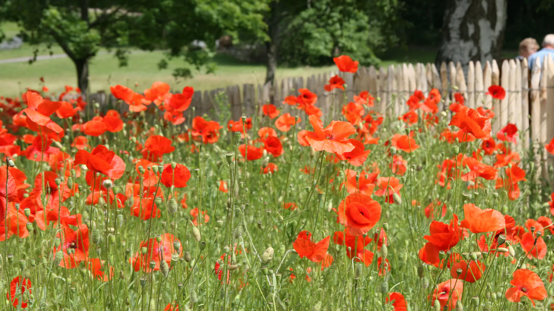 Blühender Klatschmohn