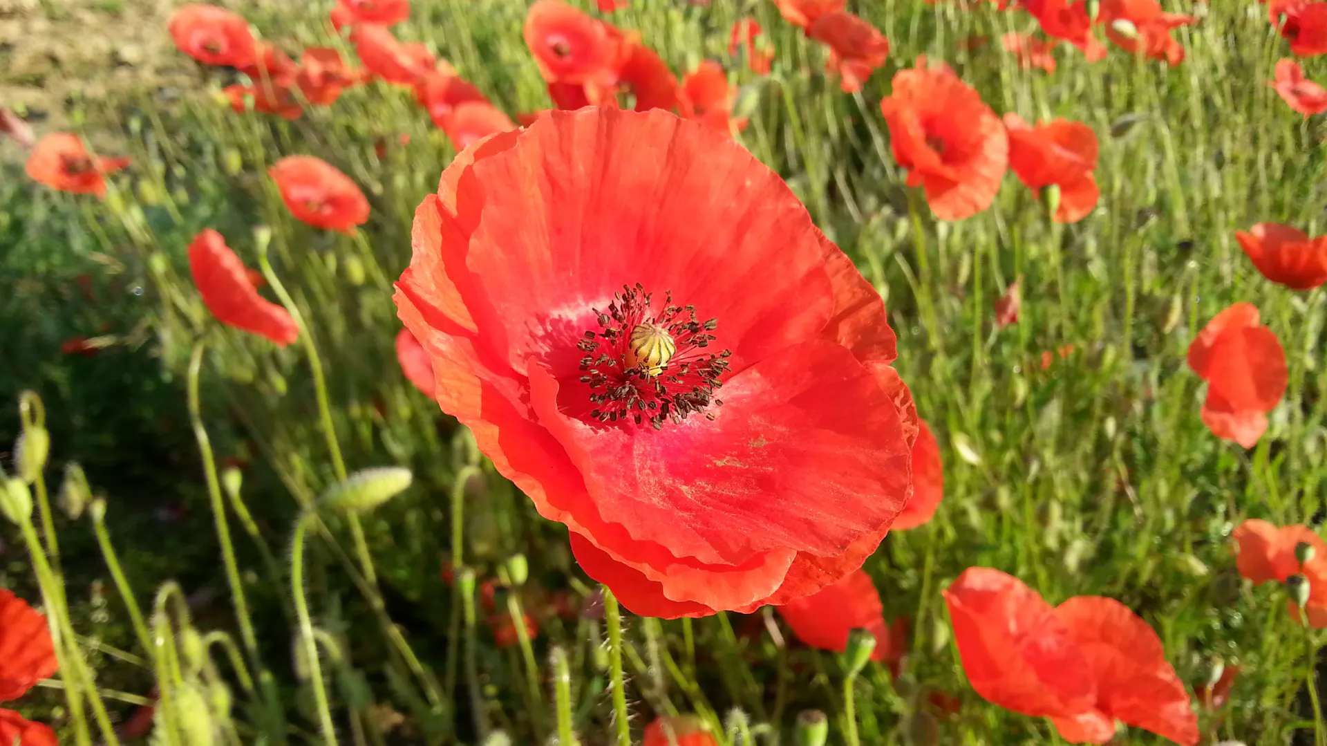 Leuchtend rote Blüte des Klatschmohn