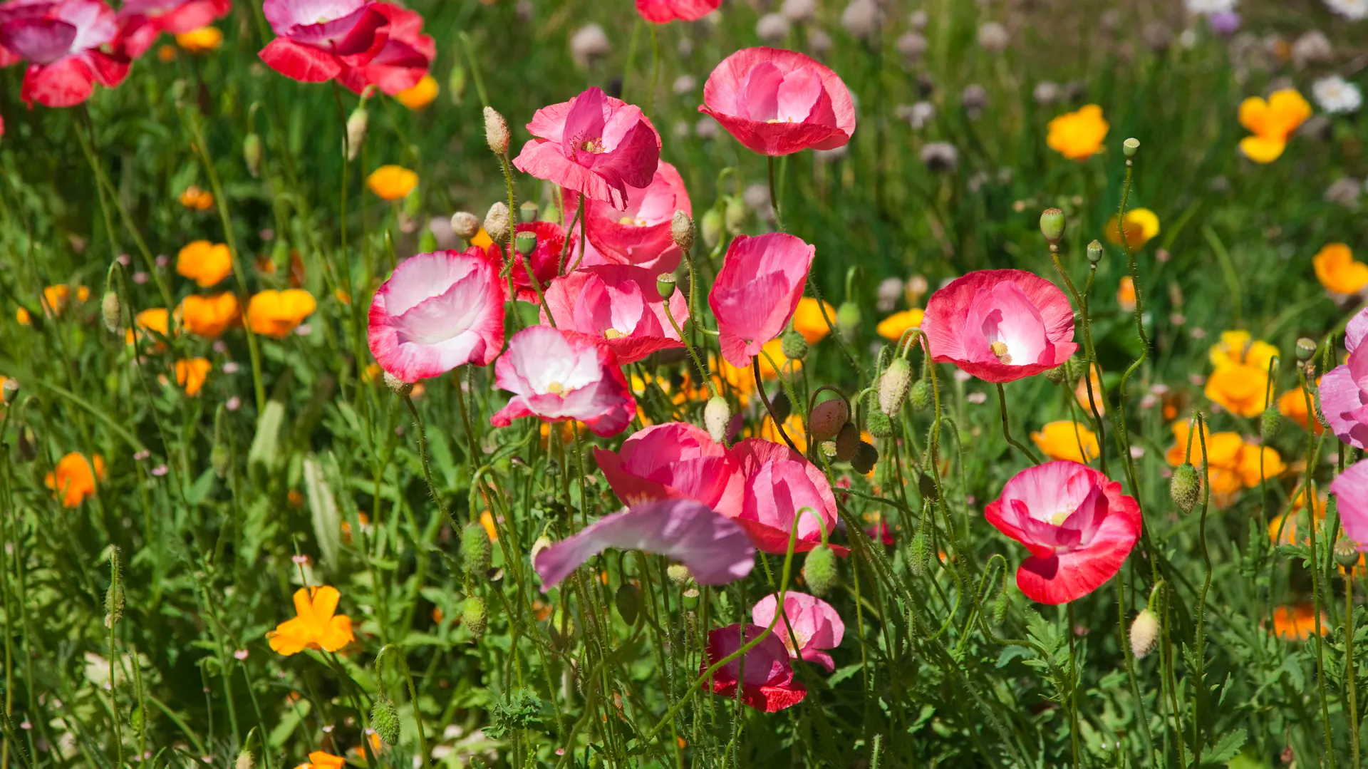 Klatschmohn der Shirley-Serie mit weißem Fleck in der Mitte.