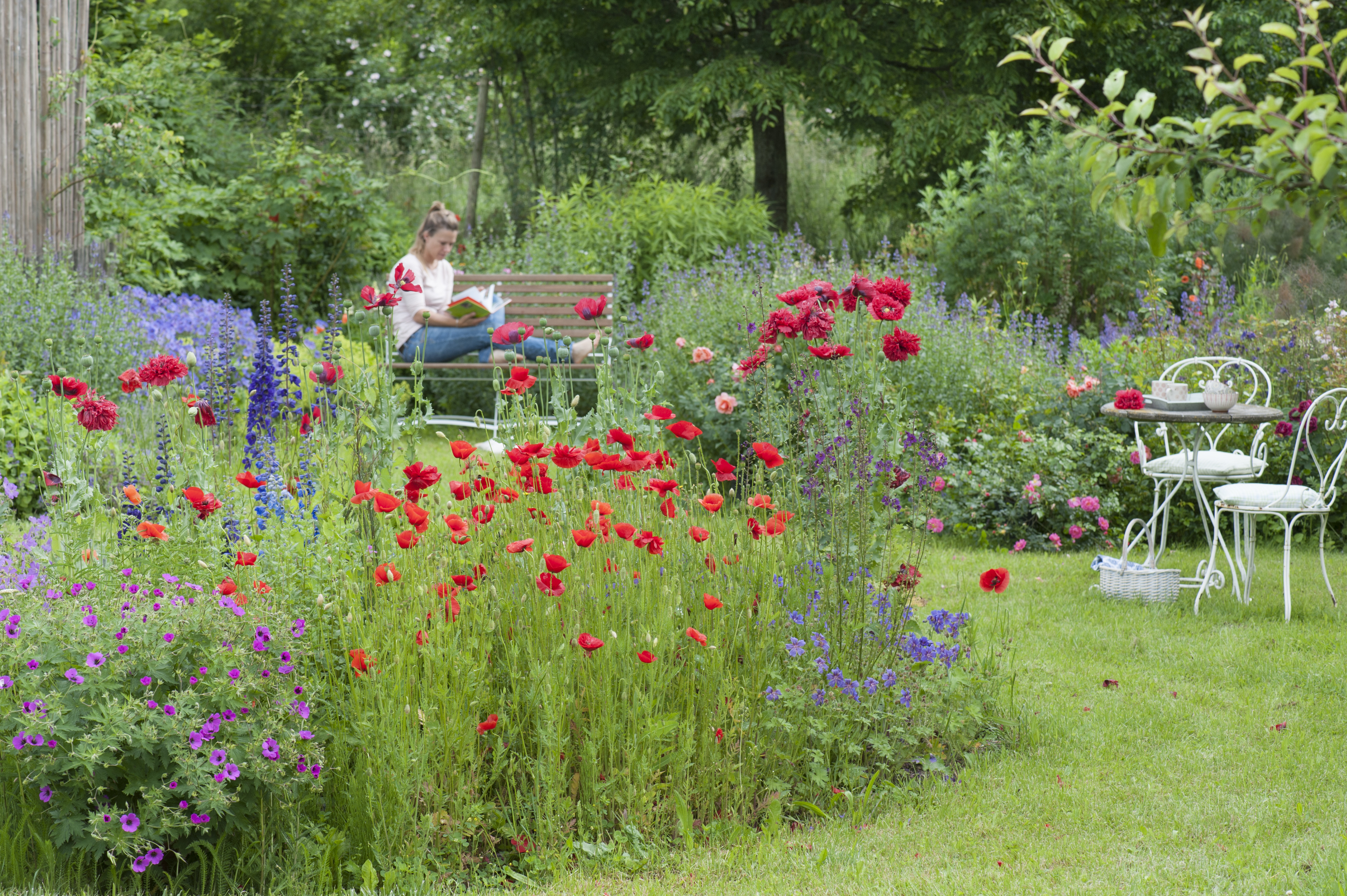 Rot blühender Klatschmohn im Garten, im Hintergrund sitzt eine Frau und einer Bank.