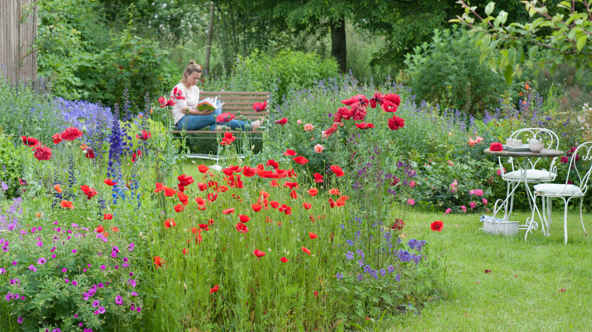 Rot blühender Klatschmohn im Garten, im Hintergrund sitzt eine Frau und einer Bank.