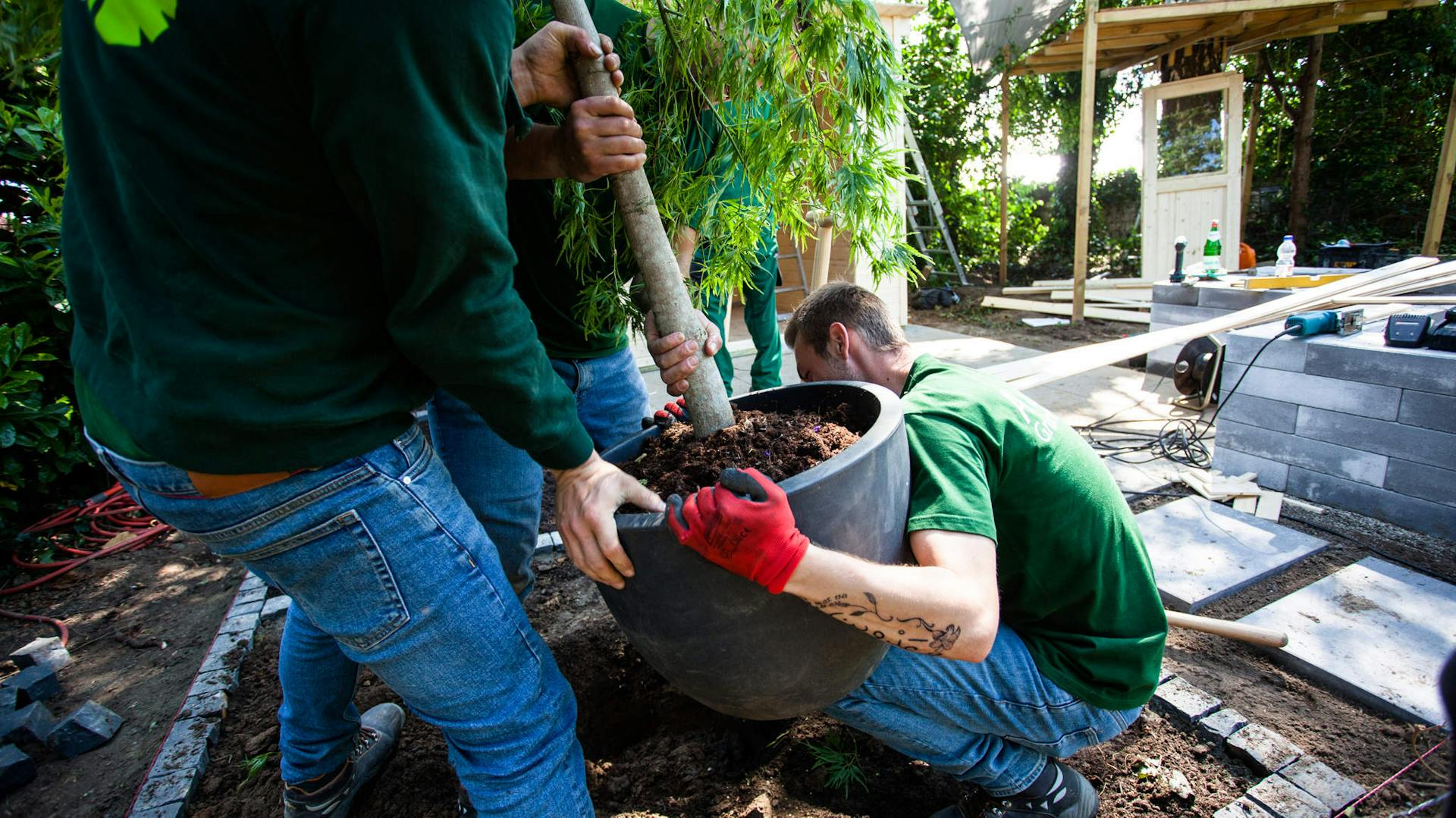 Drei Heimwerker setzen jungen Baum in Pflanzloch