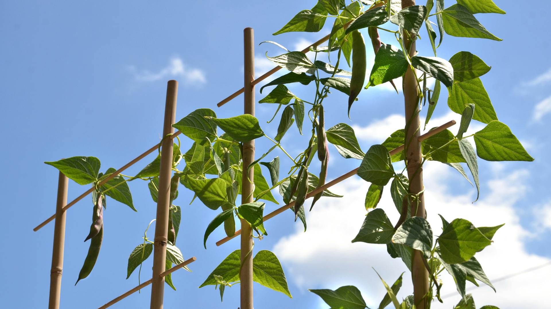 Bohnenpflanze an der Rankhilfe.