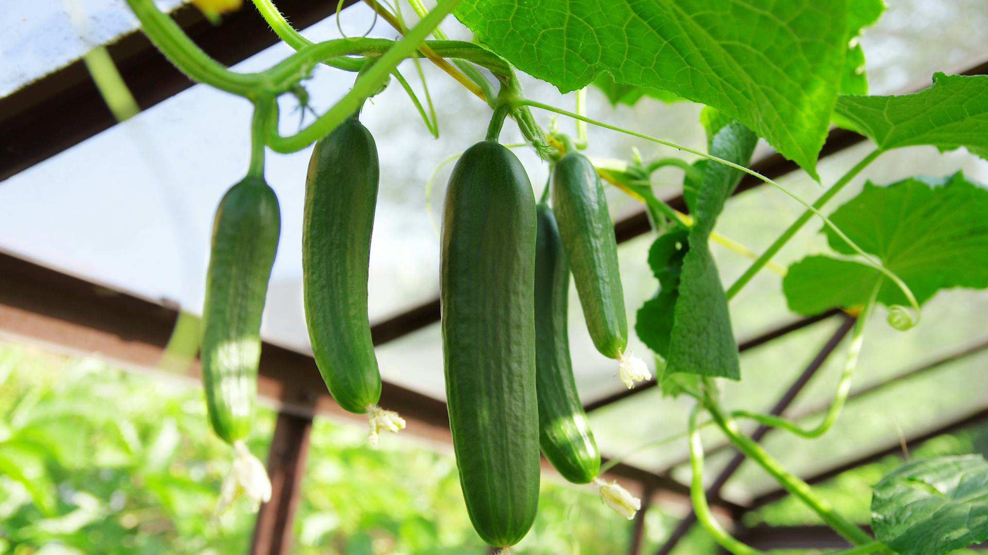 Rankende Gurken an einer Rankhilfe im Garten.