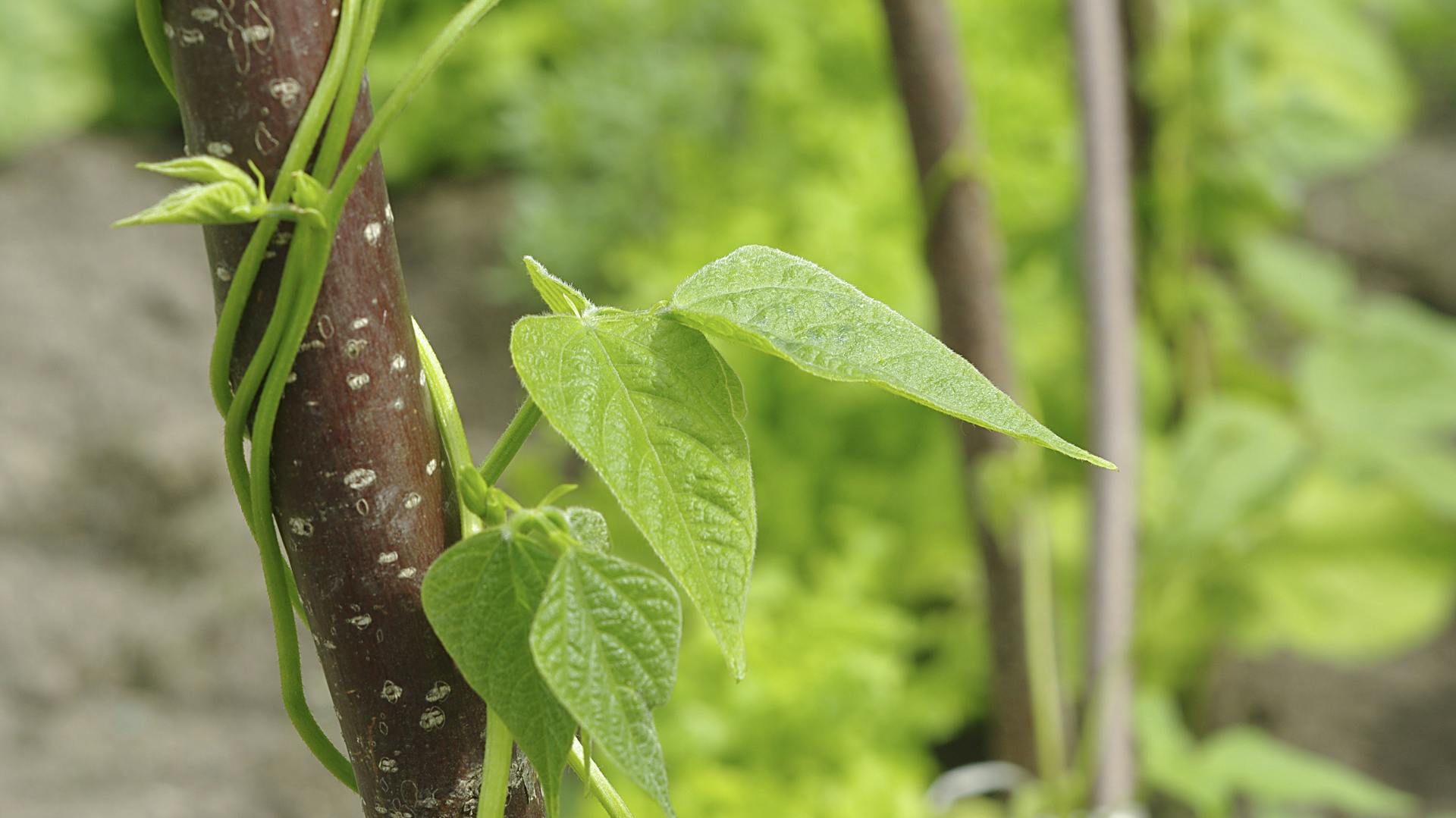 Rankendes Klettergemüse an einem Stamm.