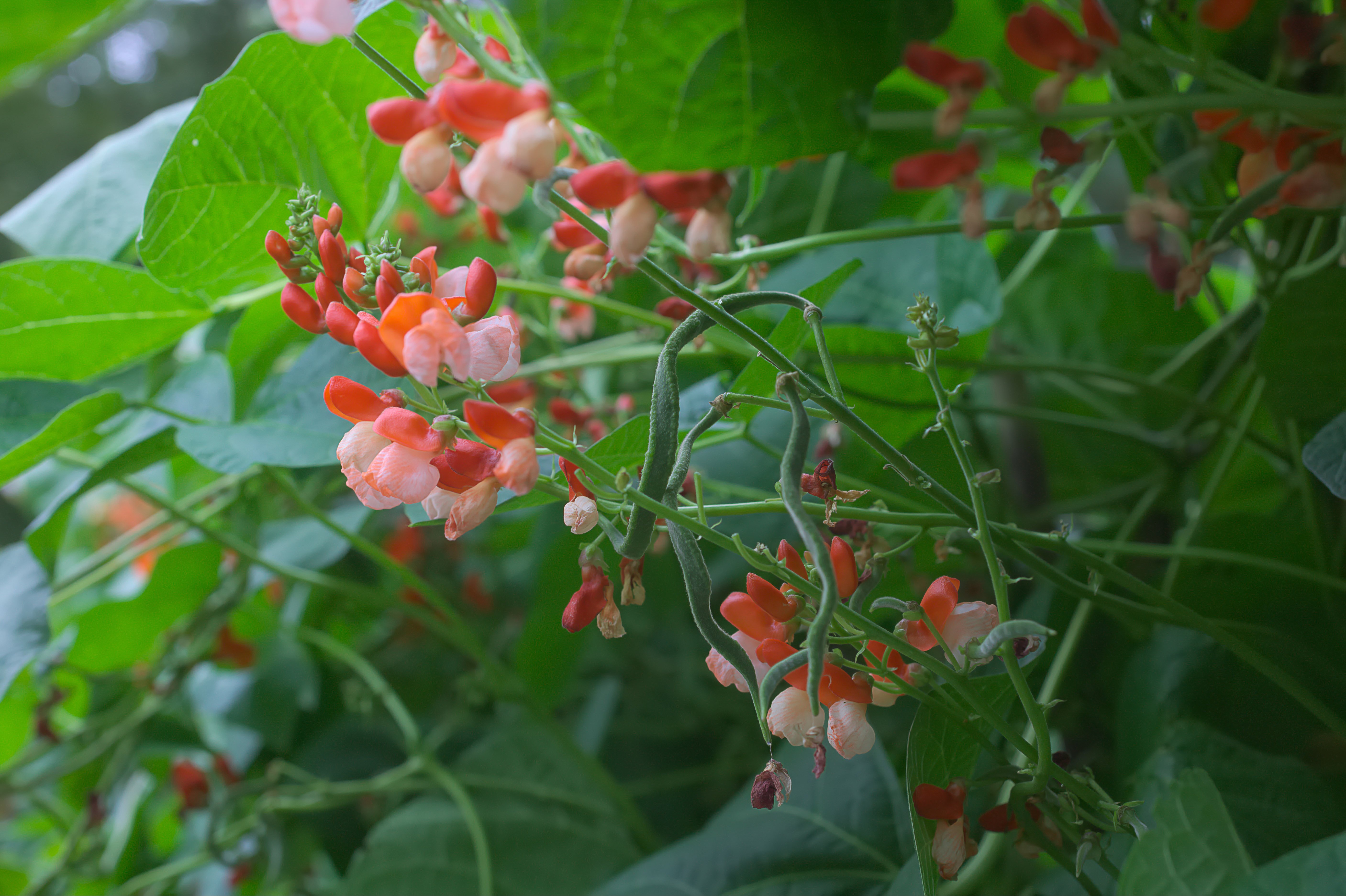 Prunkbohne "Tenderstar".