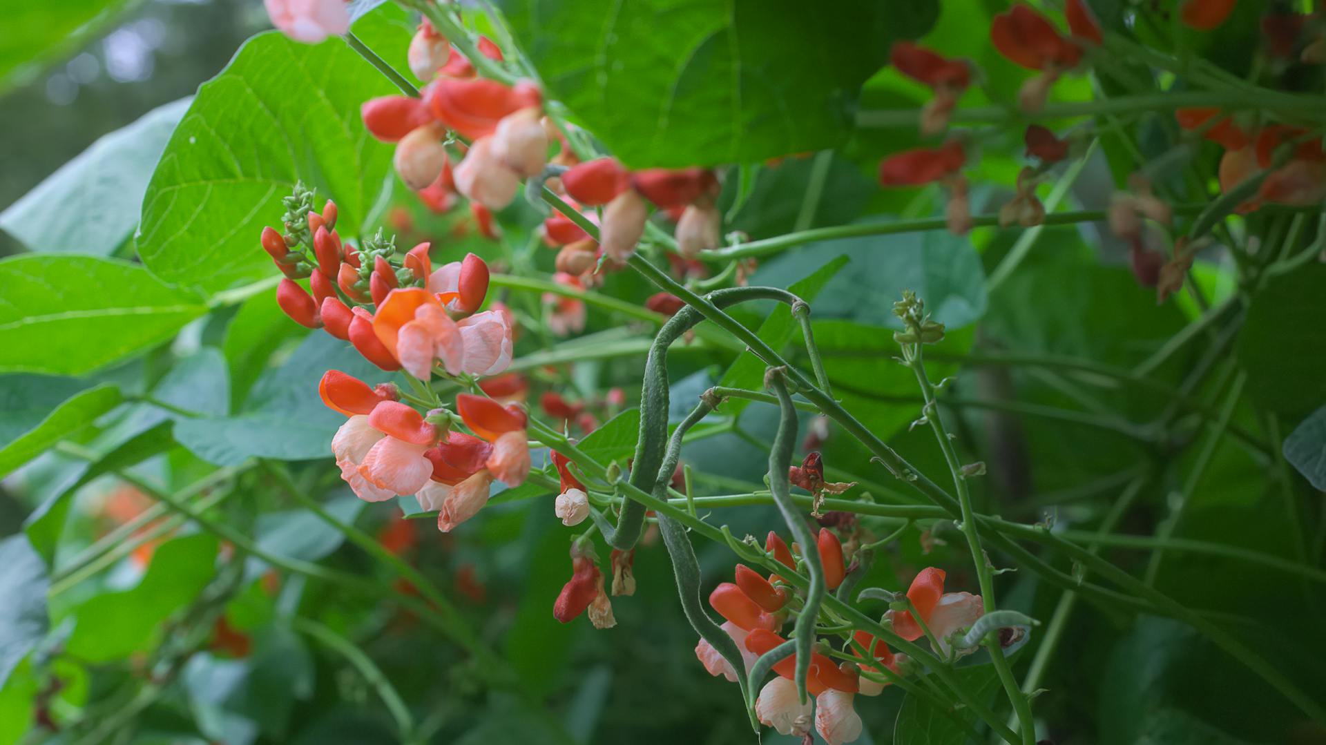 Prunkbohne "Tenderstar".