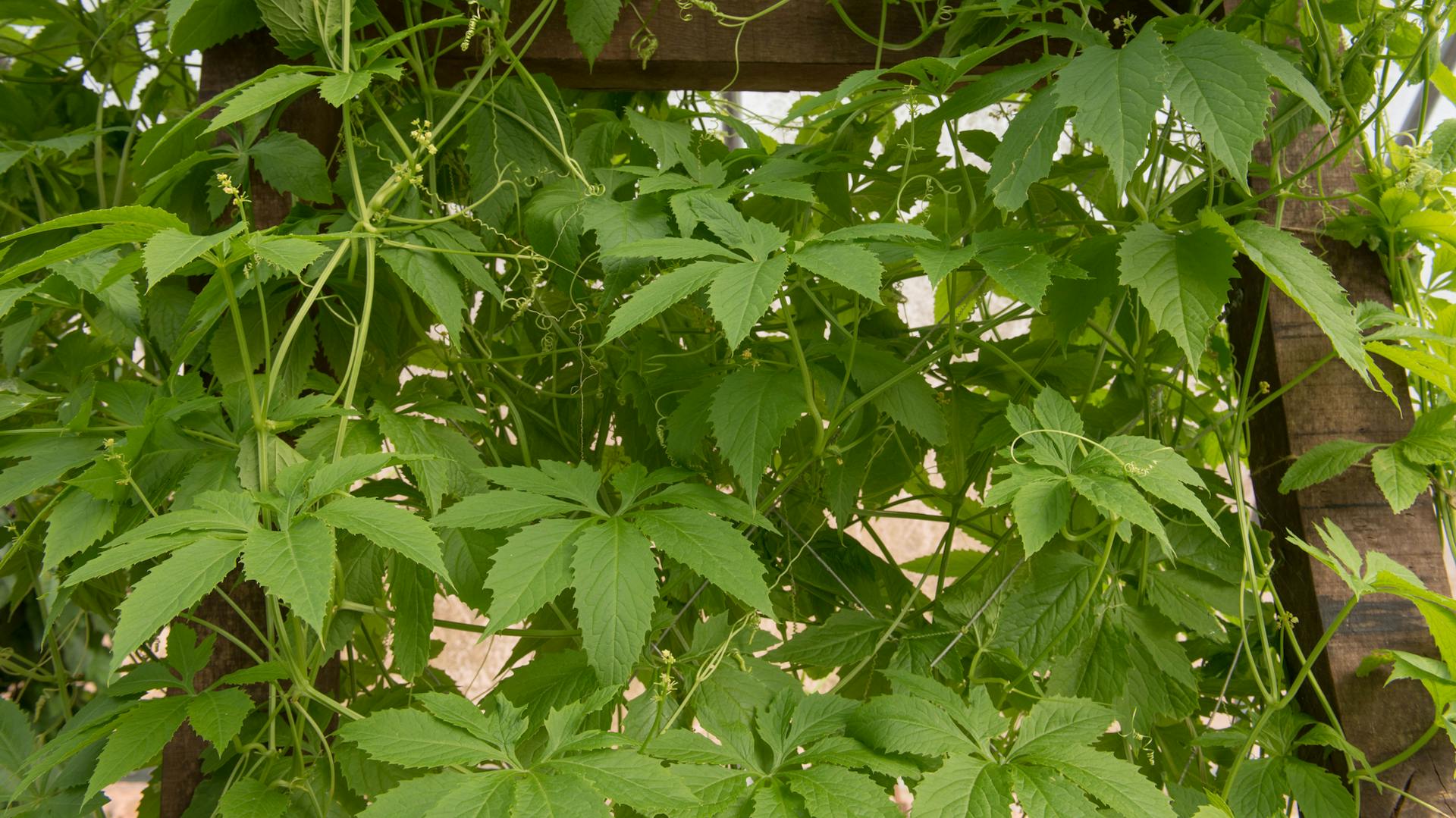 Inkagurke im Garten.