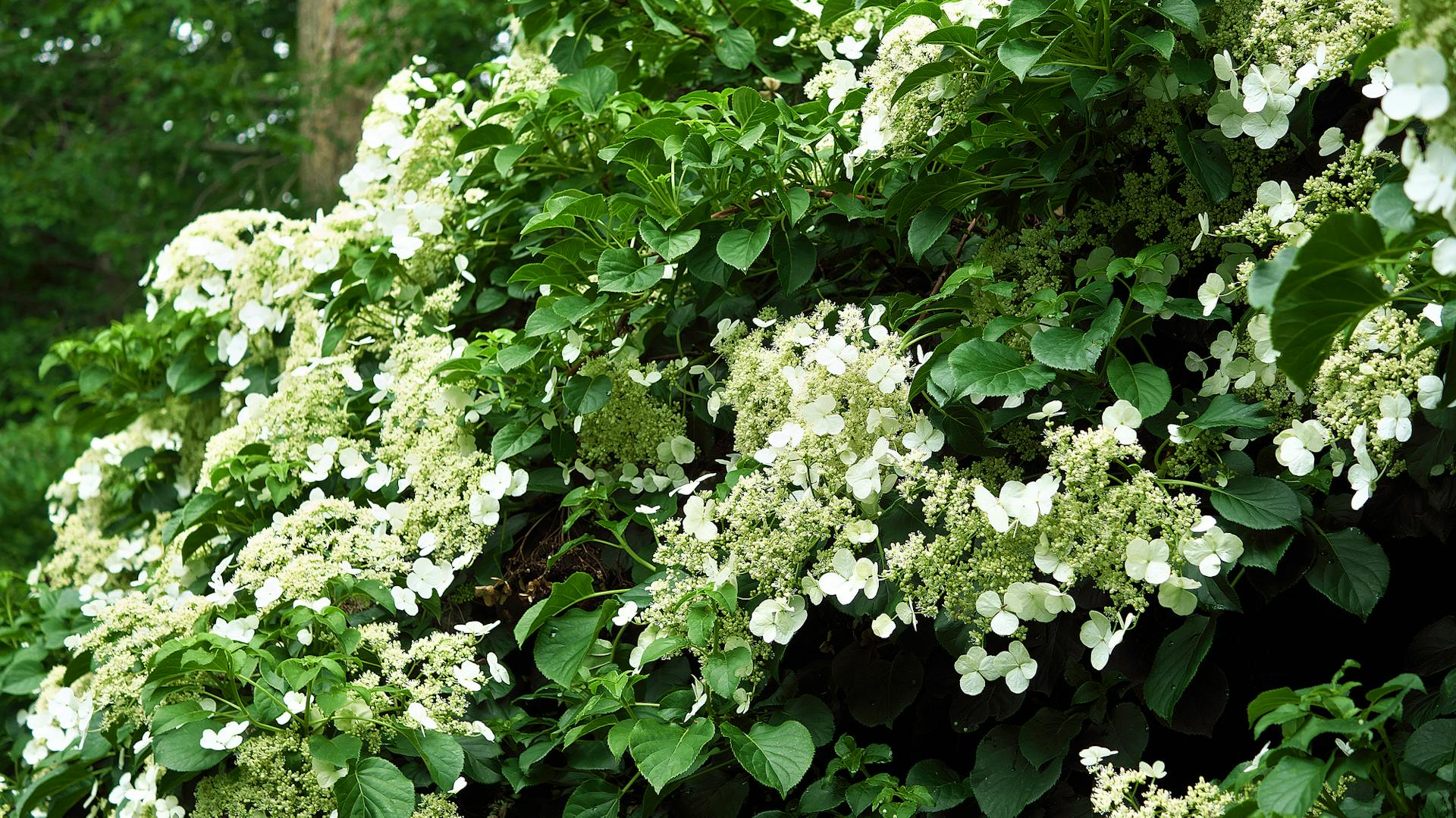 Weiß blühende Kletterhortensie.