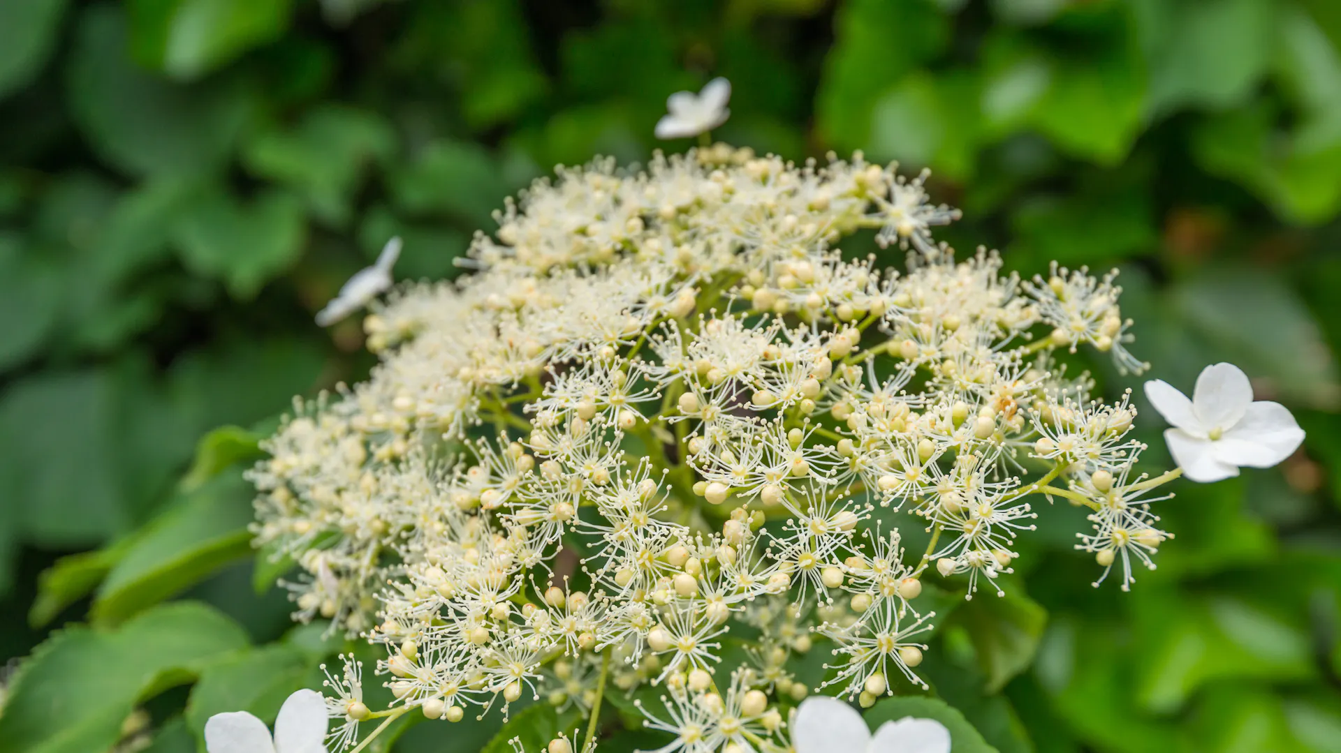 Blüten der Kletterhortensie in der Nahaufnahme.
