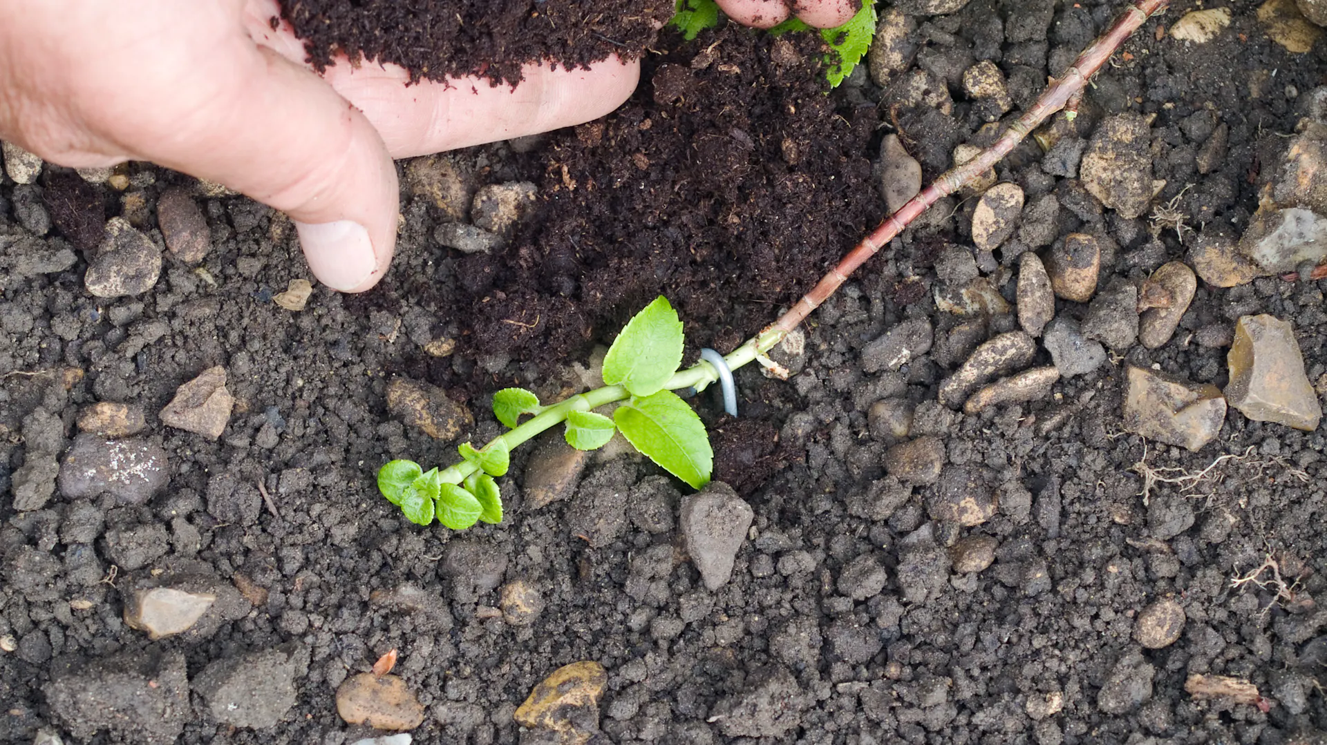 Seitentrieb einer Kletterhortensie in der Erde festgesteckt.