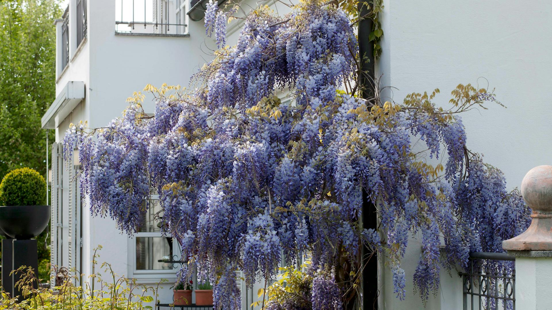 Blauregen blüht am Haus.