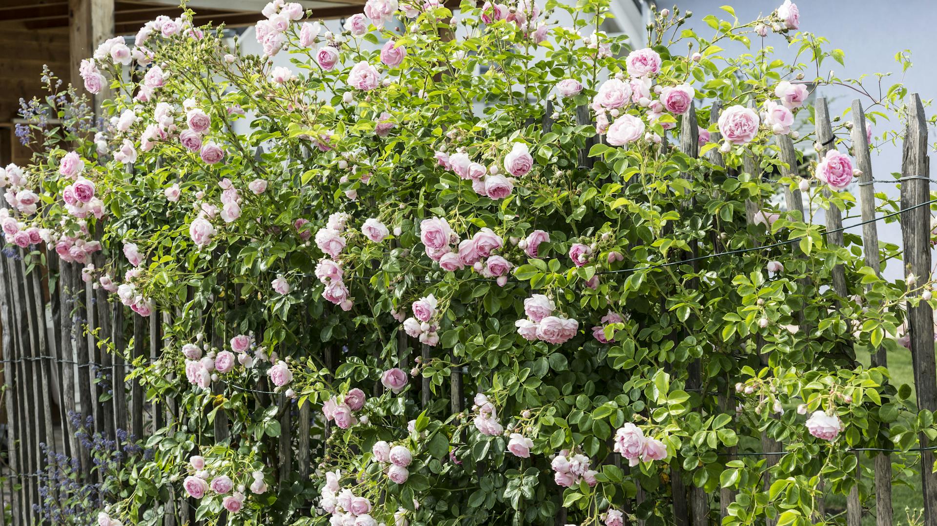 Kletterrosen wachsen an einem Holzzaun.