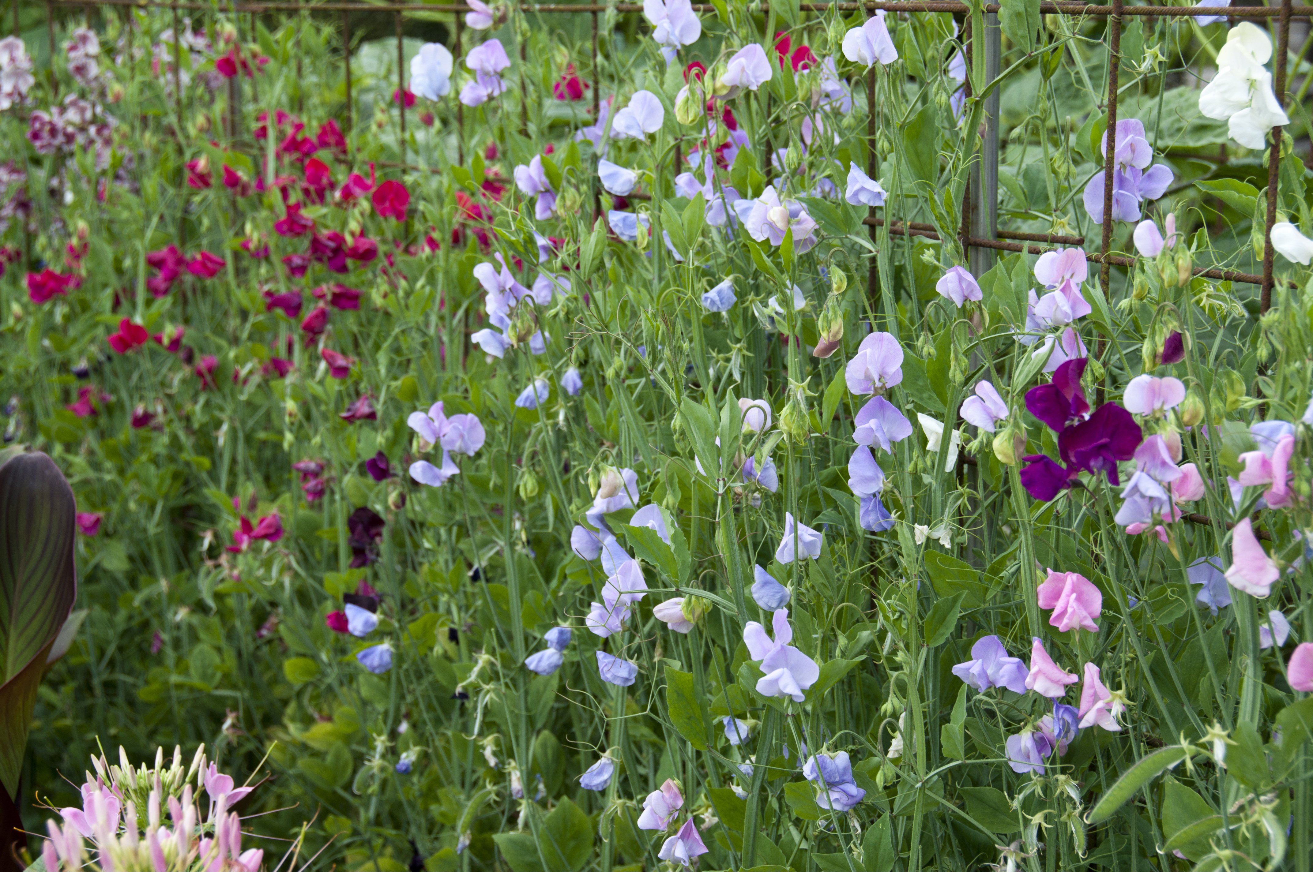 Kletterpflanzen Eigenschaften im Überblick OBI