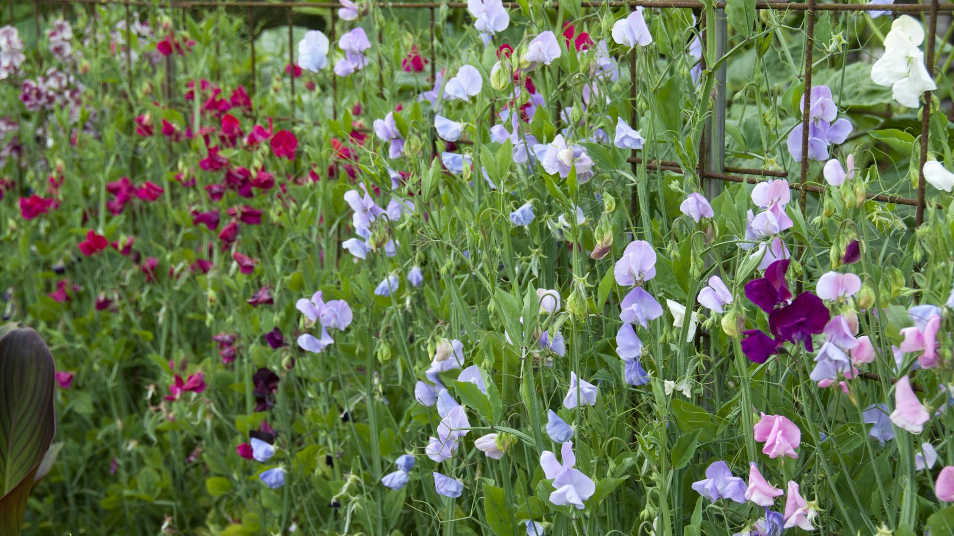 Duftwicke wächst am Spalier im Garten.