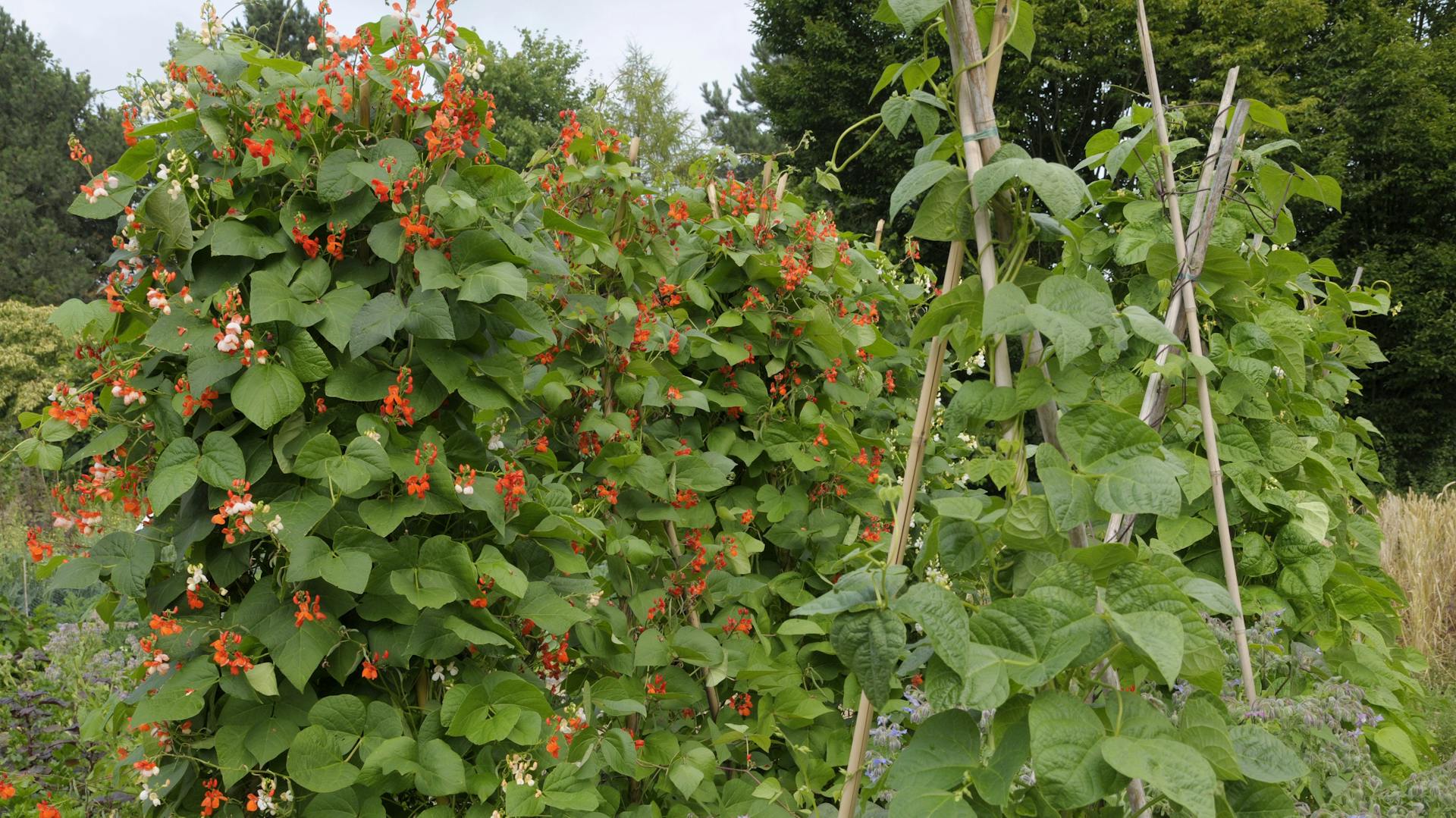 Die Feuerbohne wächst an einer Rankhilfe im Garten.