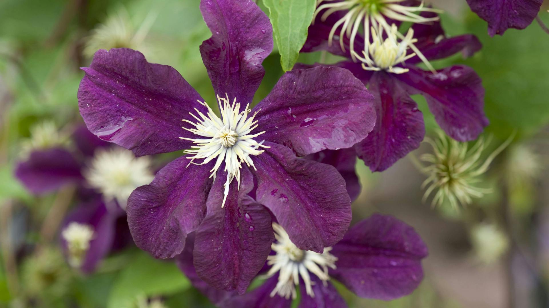 Nahaufnahme einer Italienischen Waldrebe.