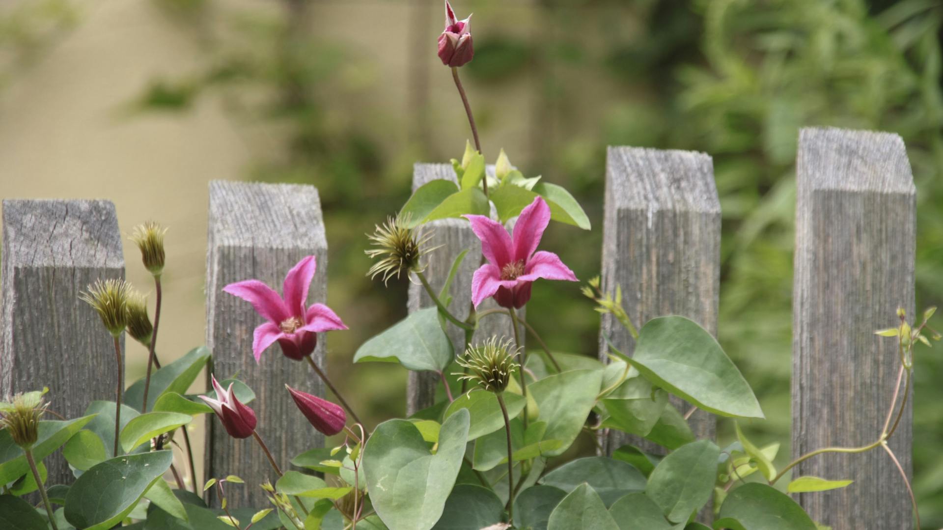 Kletterpflanze Clematis wächst an Holzbalken.