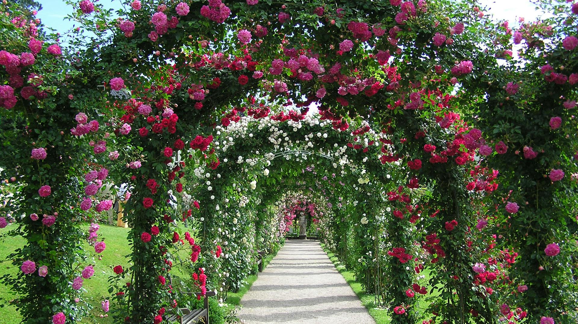 Allee aus Rosenbögen mit pink blühenden Kletterrosen