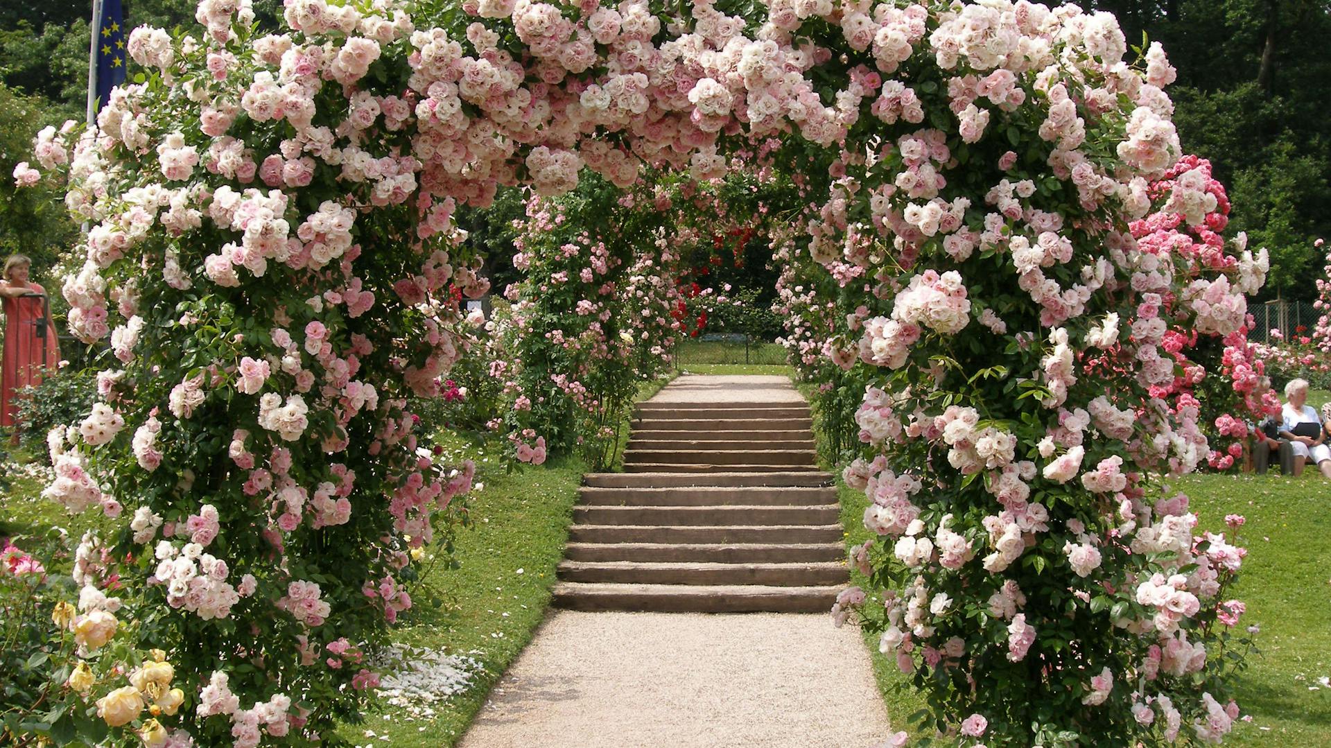 Zartrosa blühende Rosen am Rosenbogen